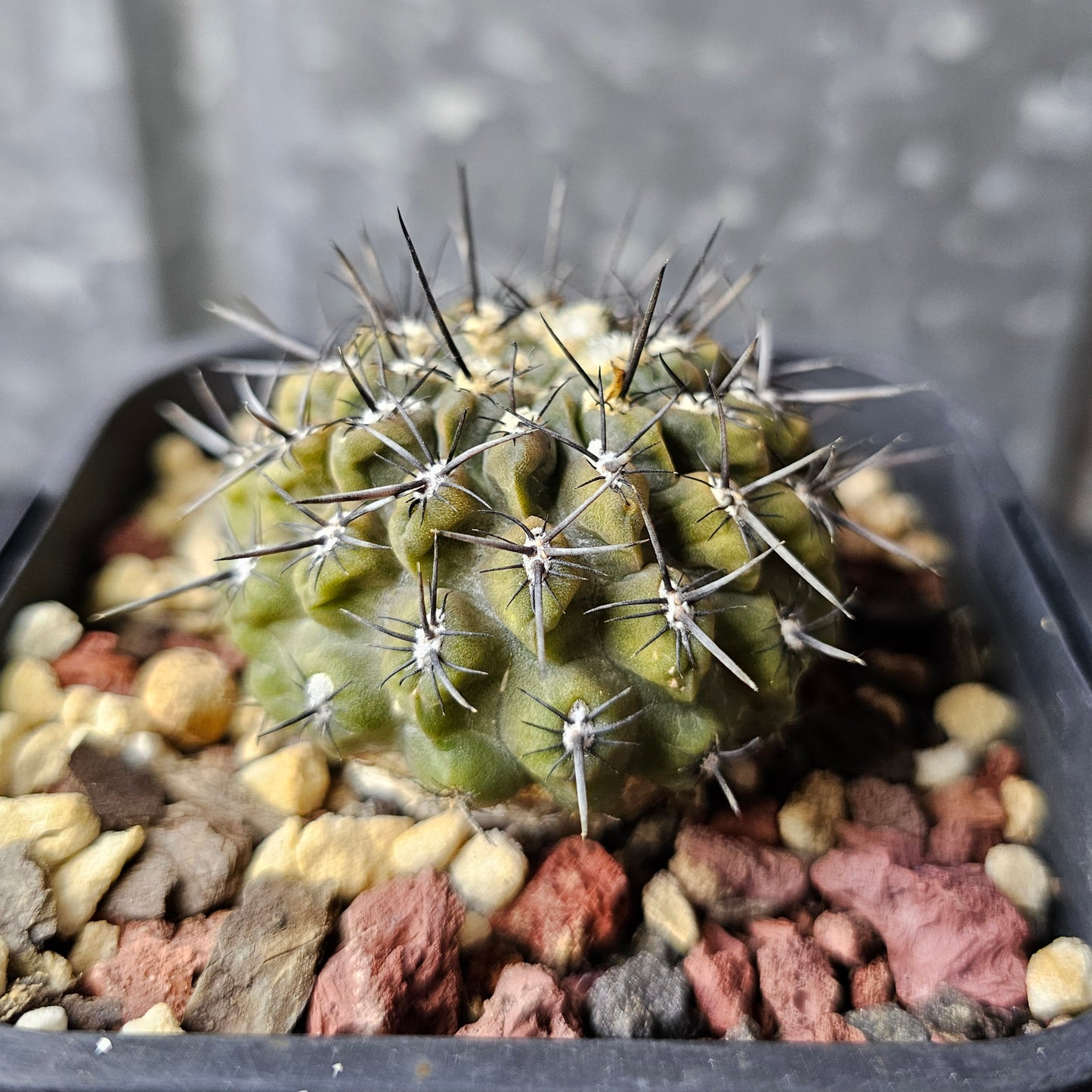 Chileorebutia napina v. lanigera