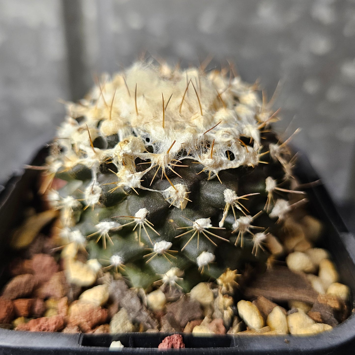 Copiapoa tenuissima