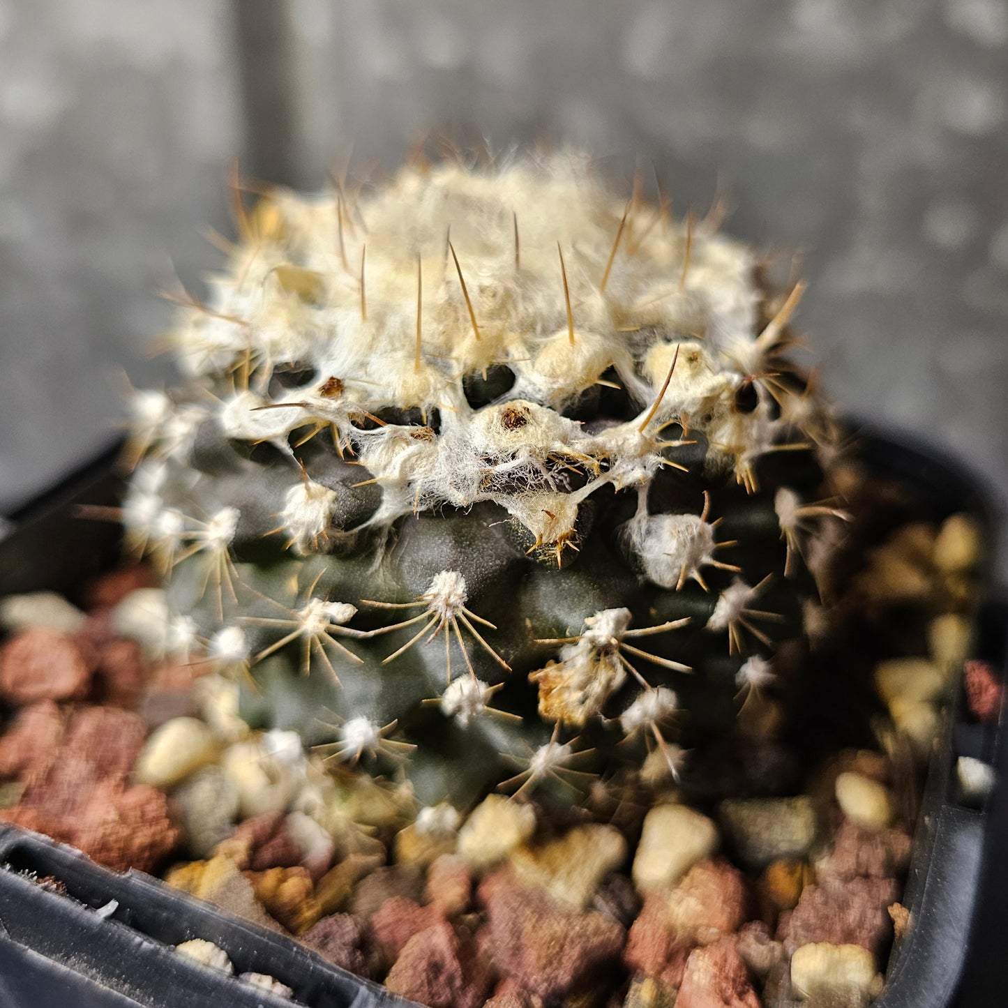Copiapoa tenuissima