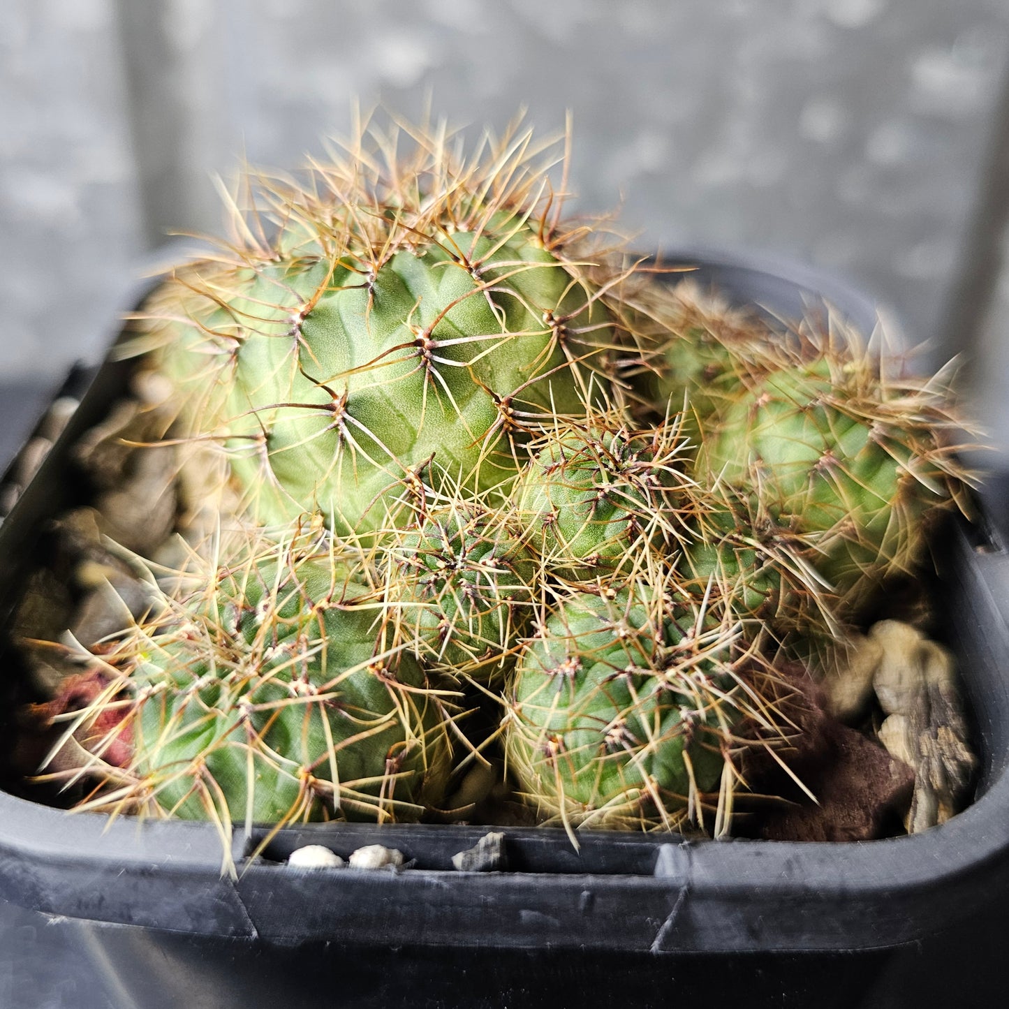 Sulcorebutia tarabucoensis