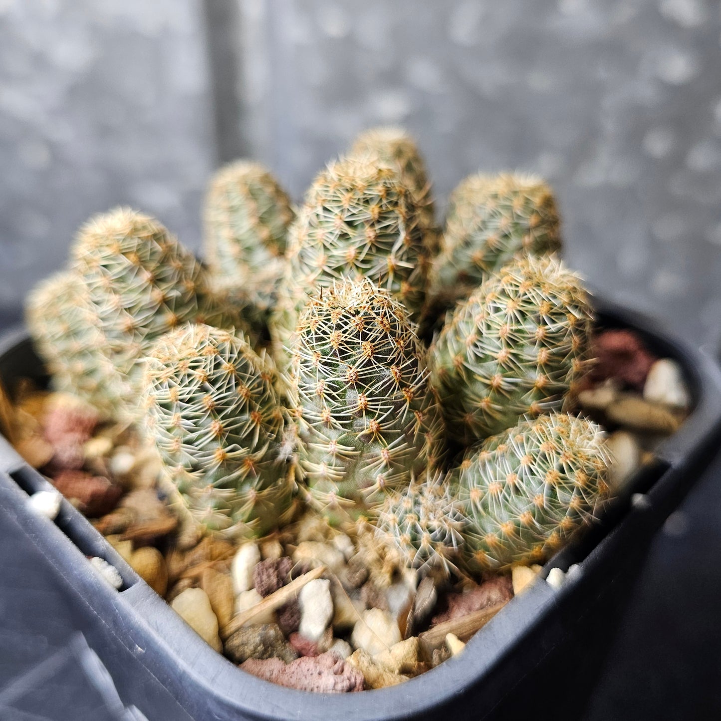 Mediolobivia EOS R333 V. roseiflora