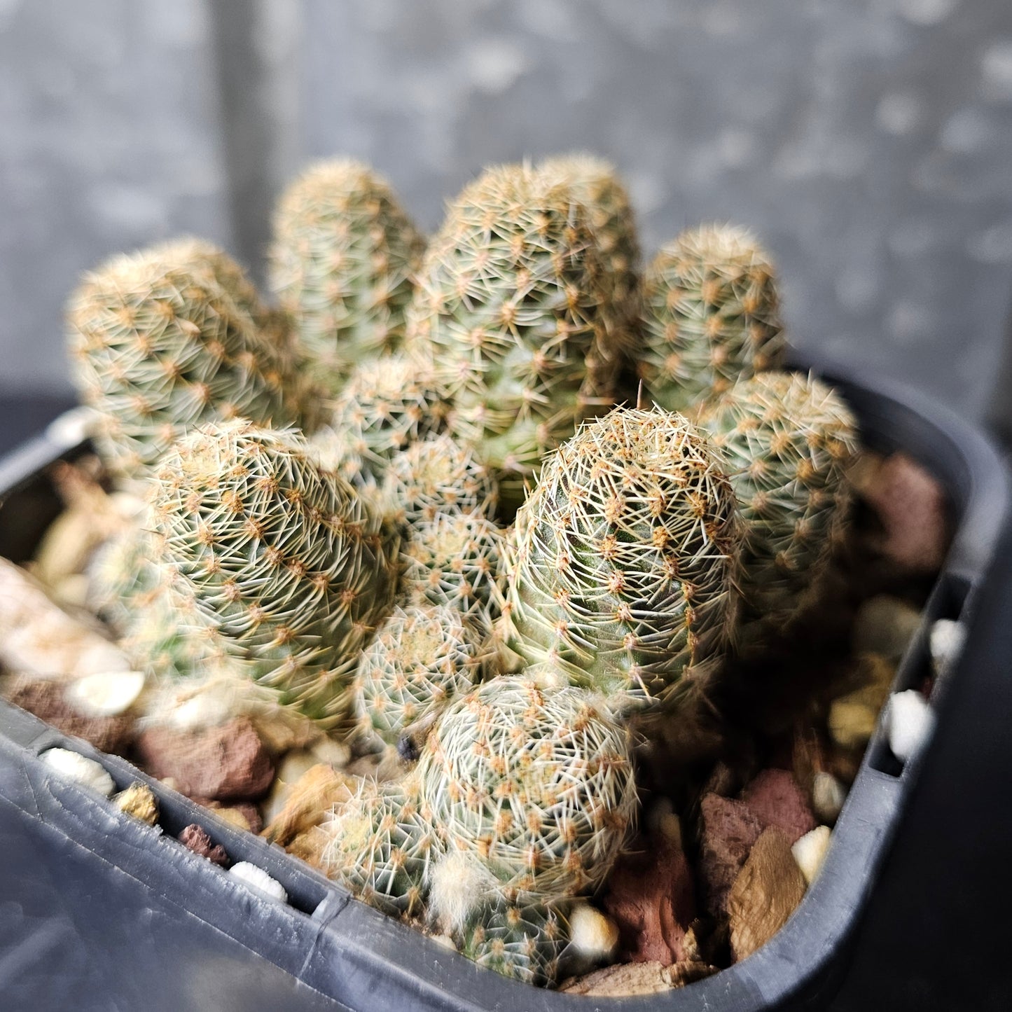 Mediolobivia EOS R333 V. roseiflora
