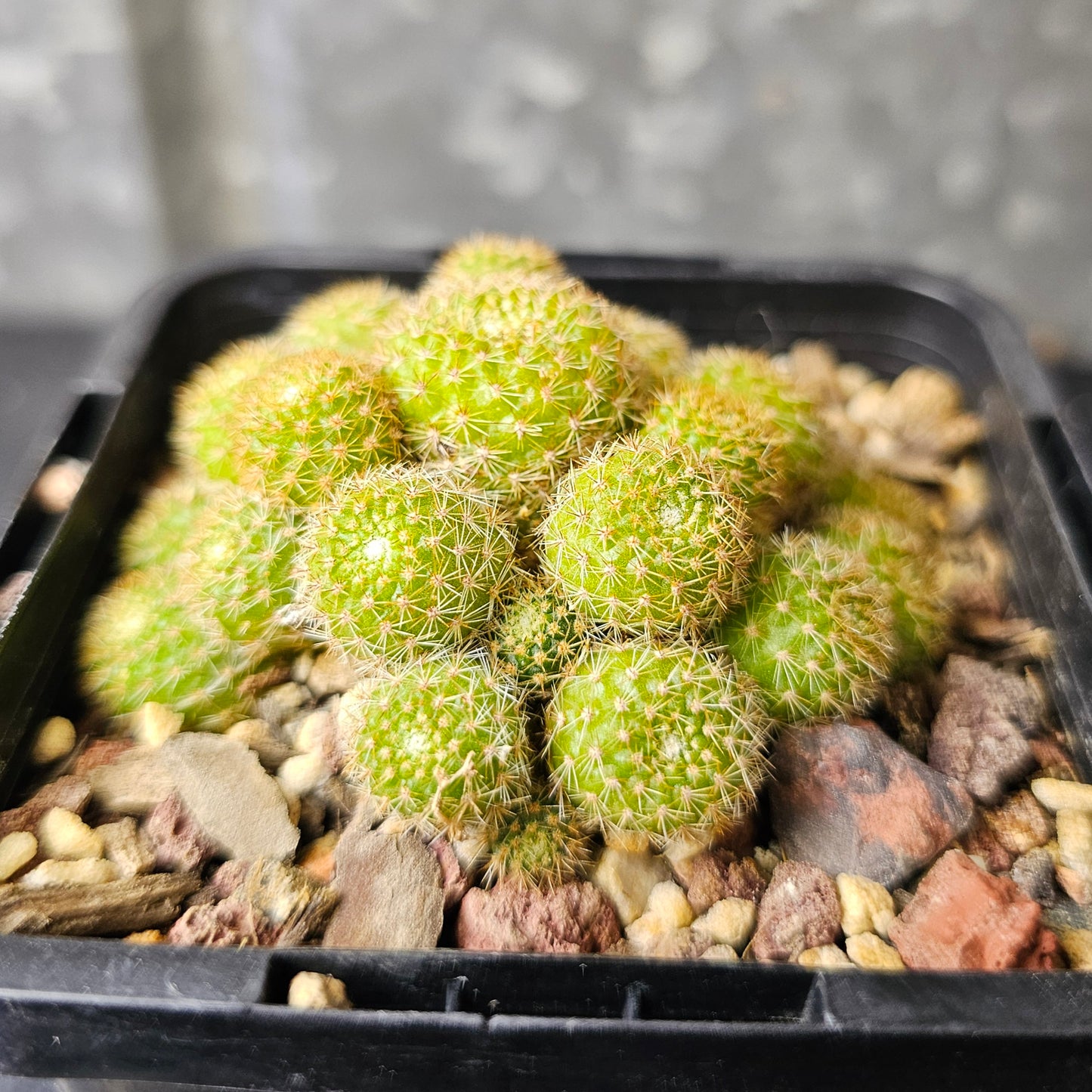 Rebutia perplexa