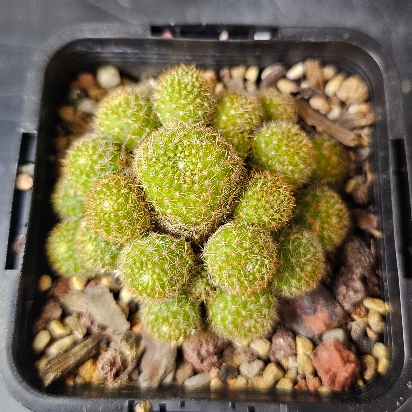Rebutia perplexa