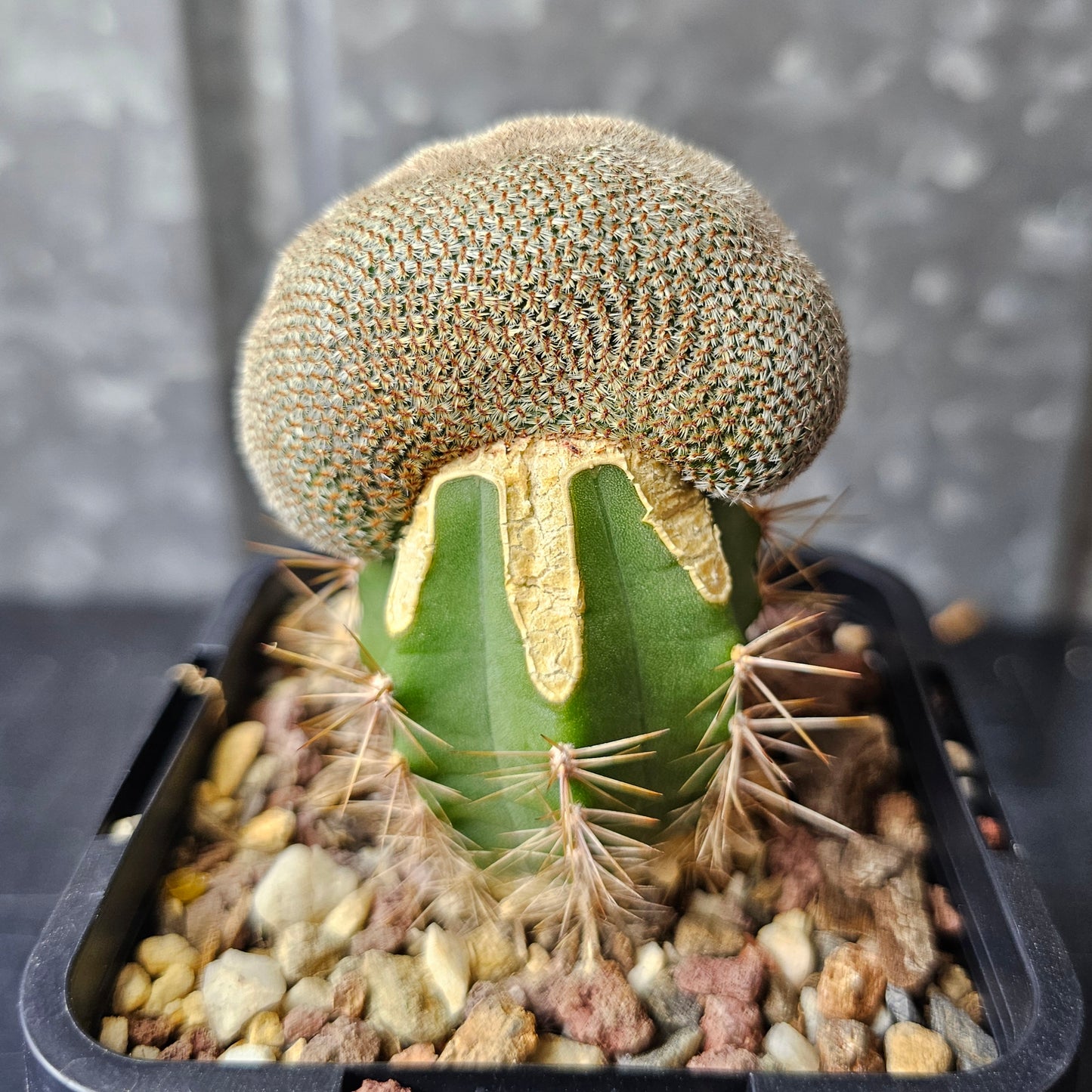 Rebutia heliosa crest