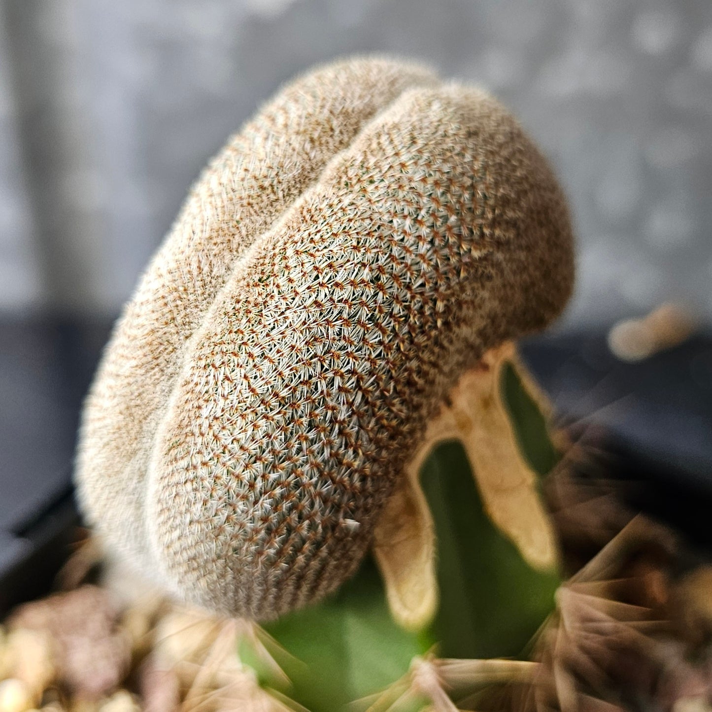 Rebutia heliosa crest