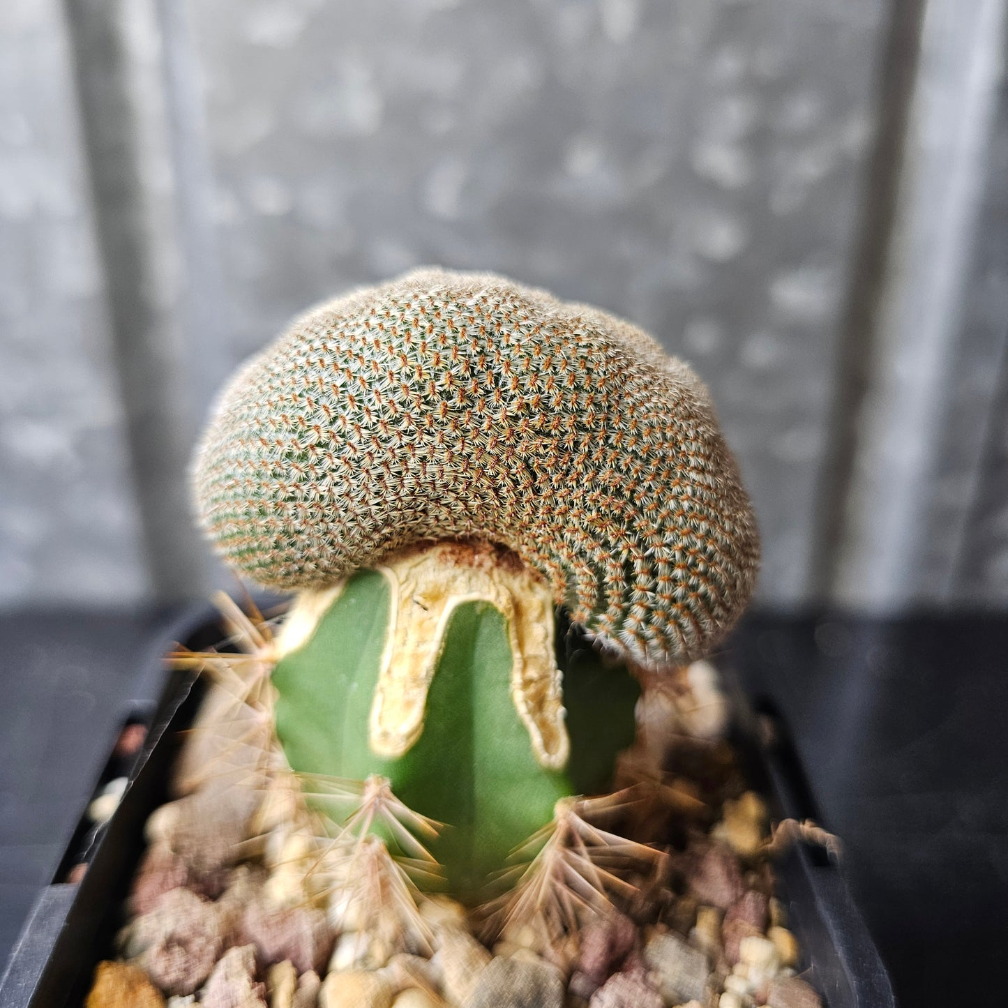 Rebutia heliosa crest