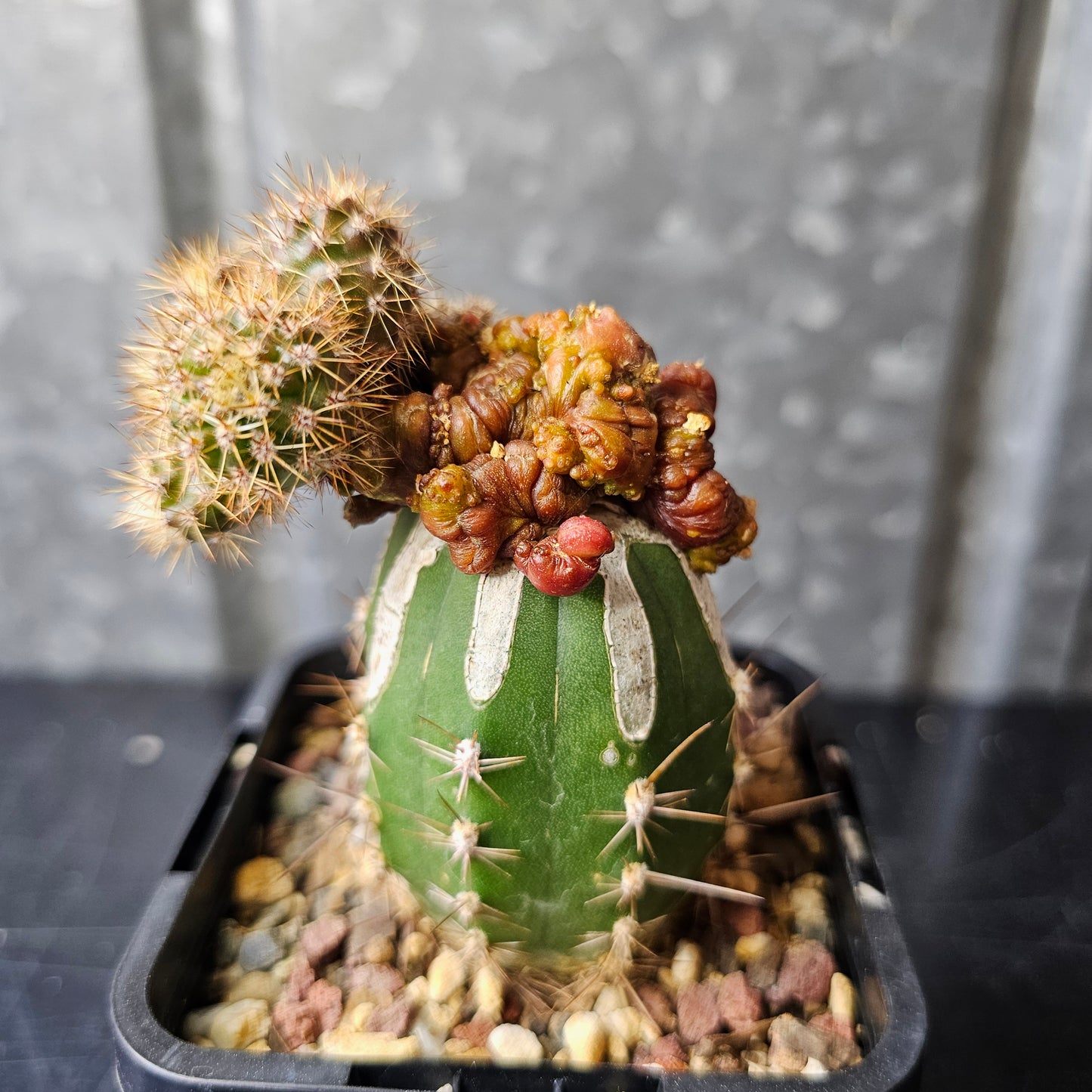 Echinopsis cv. Chocolate (revert)