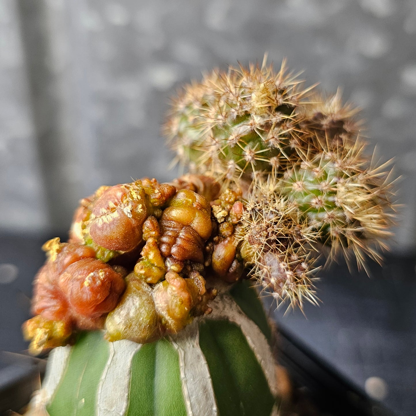 Echinopsis cv. Chocolate (revert)