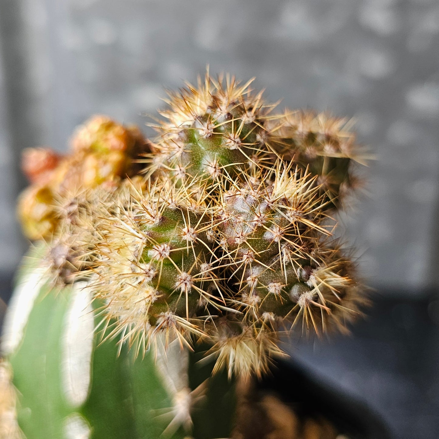 Echinopsis cv. Chocolate (revert)