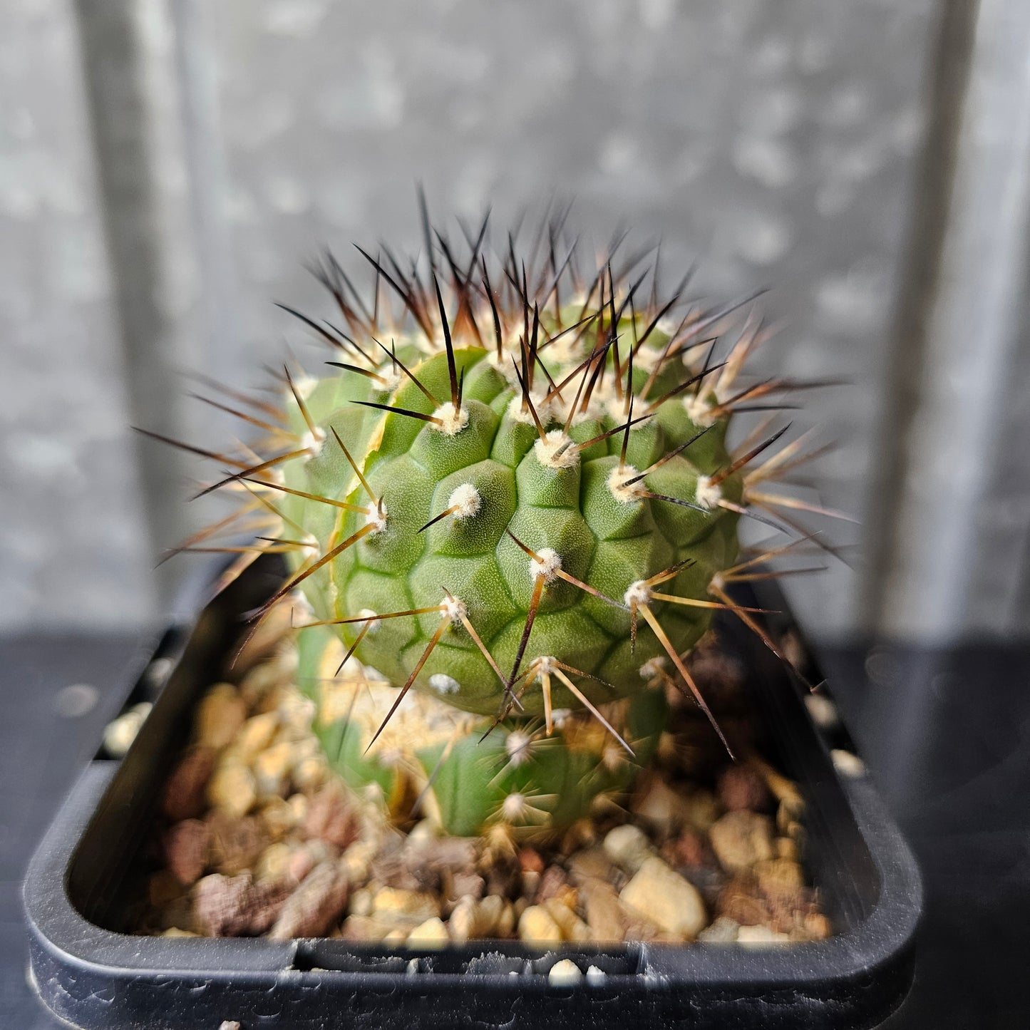 Copiapoa cinerea JN2032 (dichot)