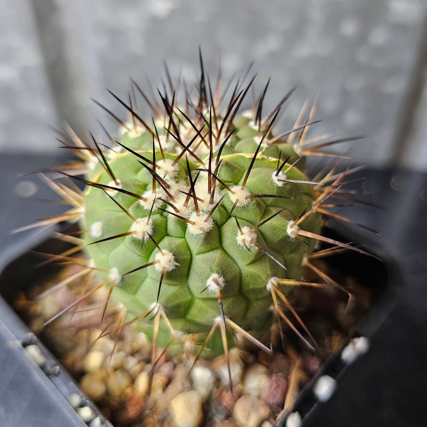 Copiapoa cinerea JN2032 (dichot)