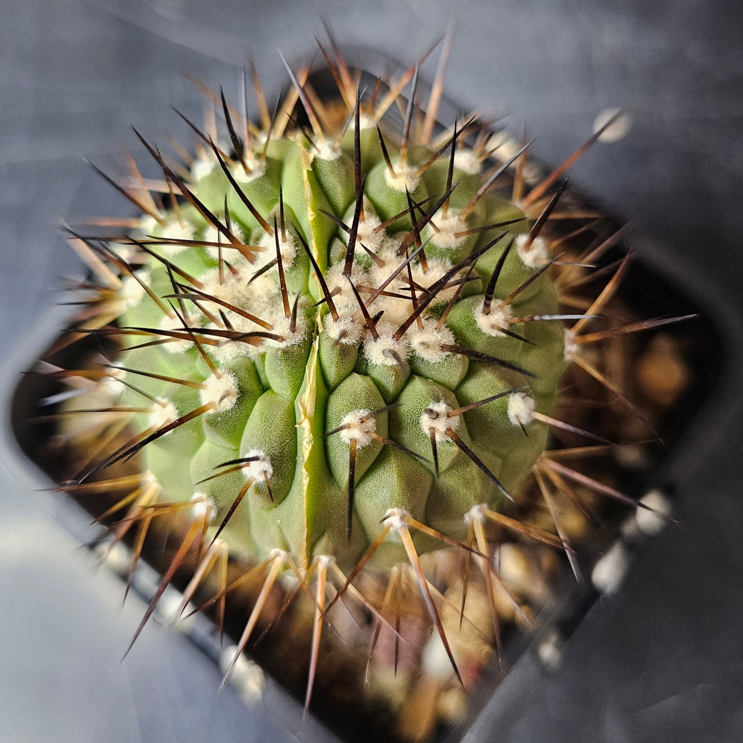 Copiapoa cinerea JN2032 (dichot)