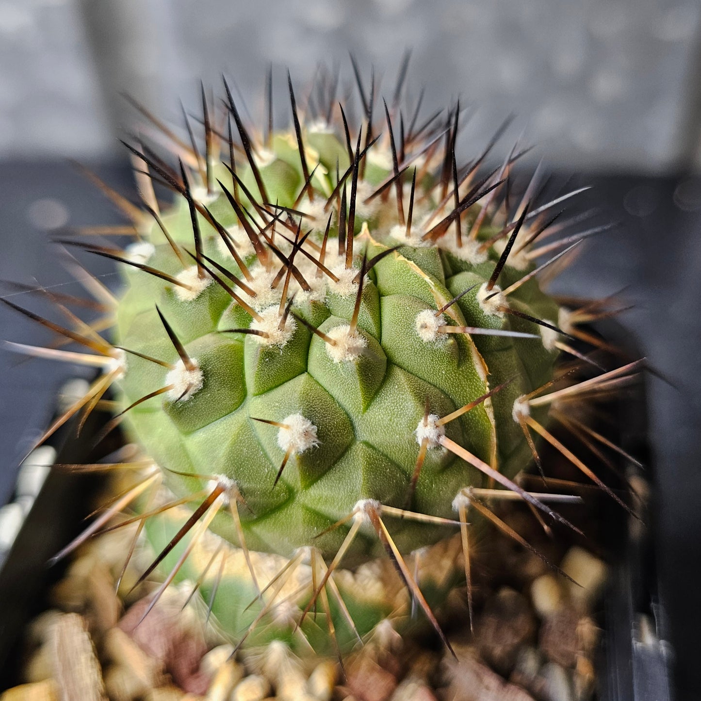 Copiapoa cinerea JN2032 (dichot)