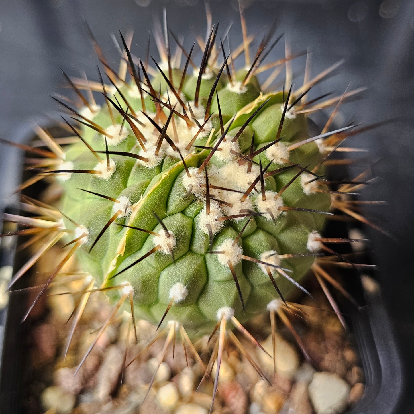 Copiapoa cinerea JN2032 (dichot)