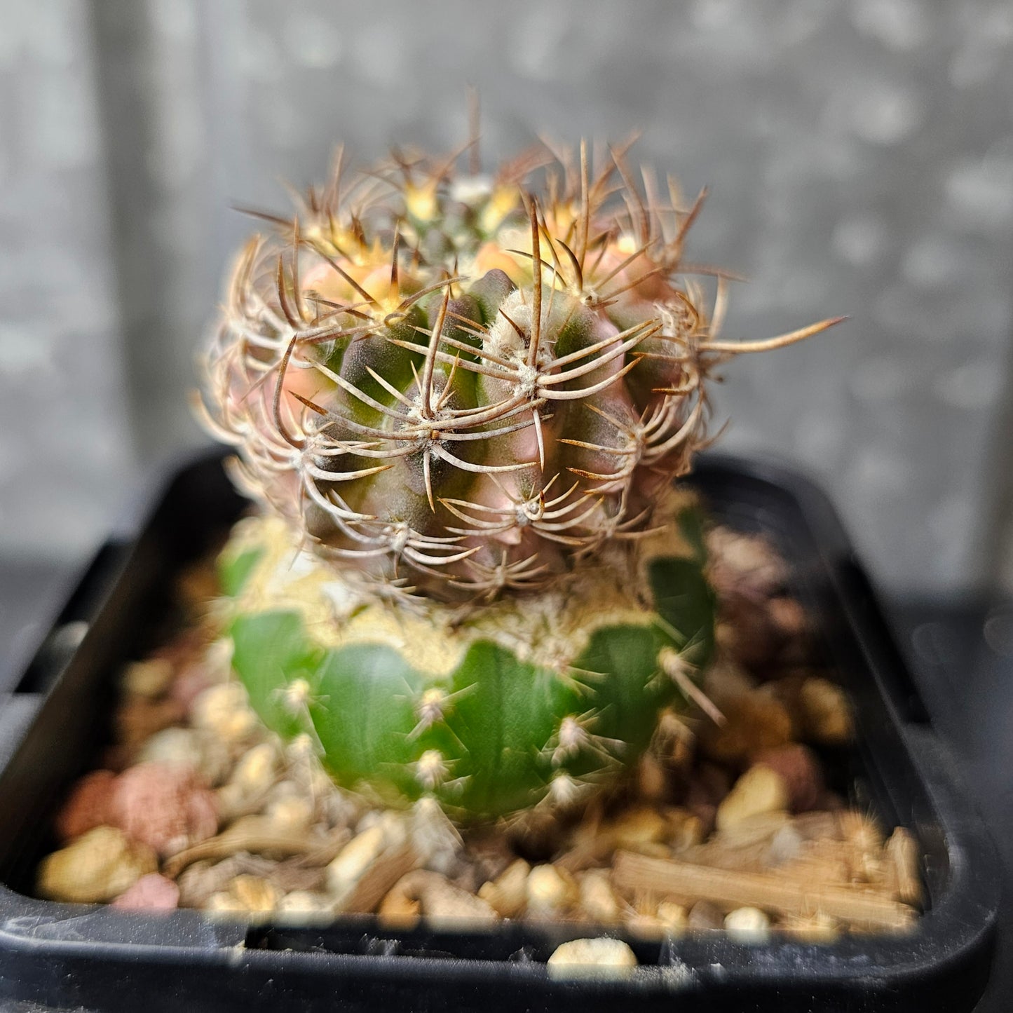 Chileorebutia fulva hybrid