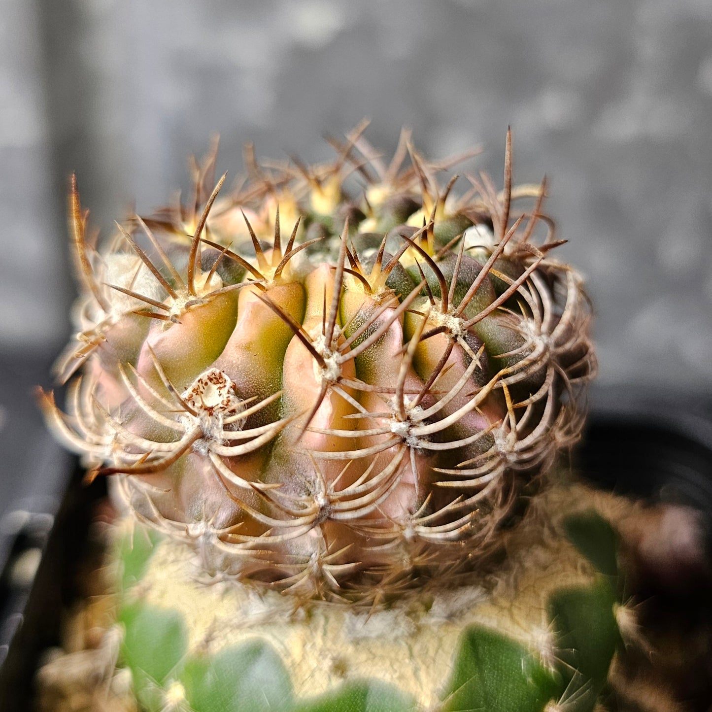 Chileorebutia fulva hybrid