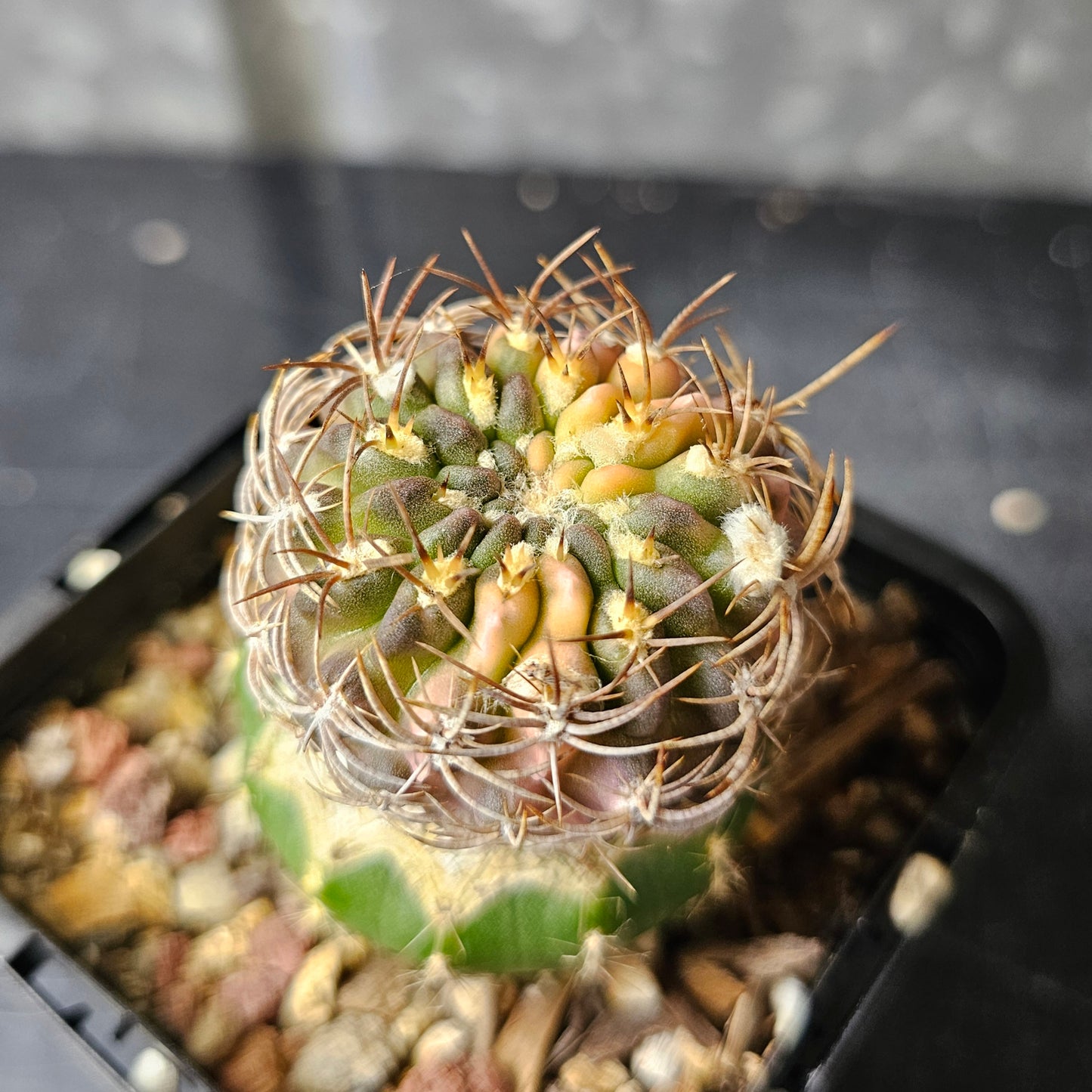 Chileorebutia fulva hybrid