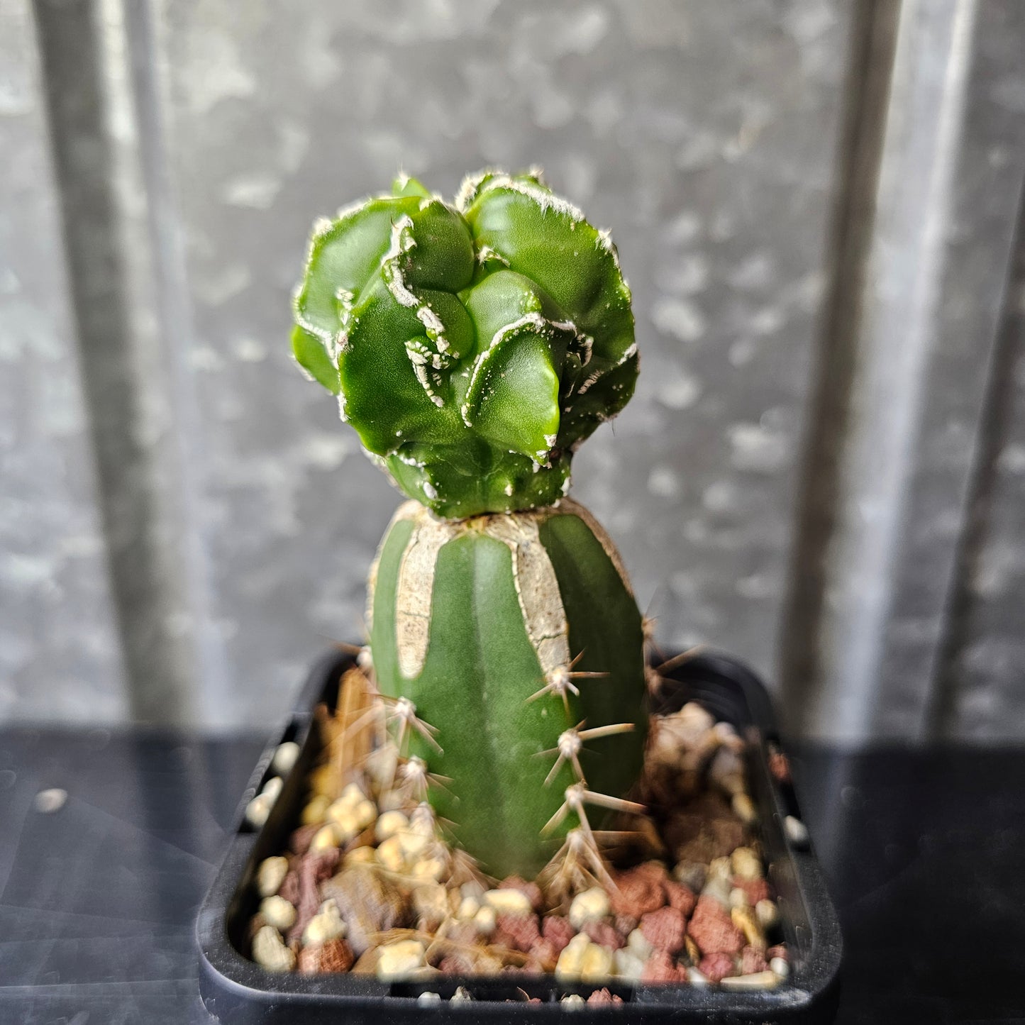 Astrophytum myriostigma cv. Hekiran (Japan)
