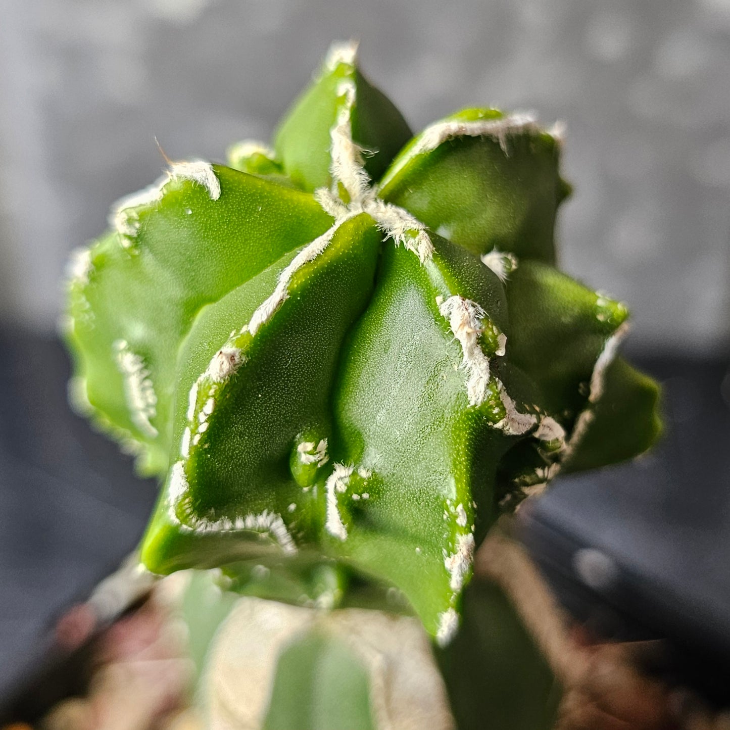 Astrophytum myriostigma cv. Hekiran (Japan)