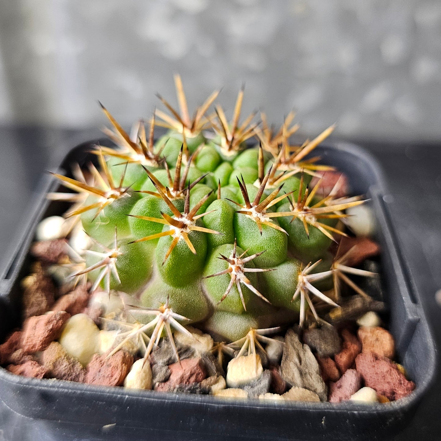 Horridocactus tuberisulcatus