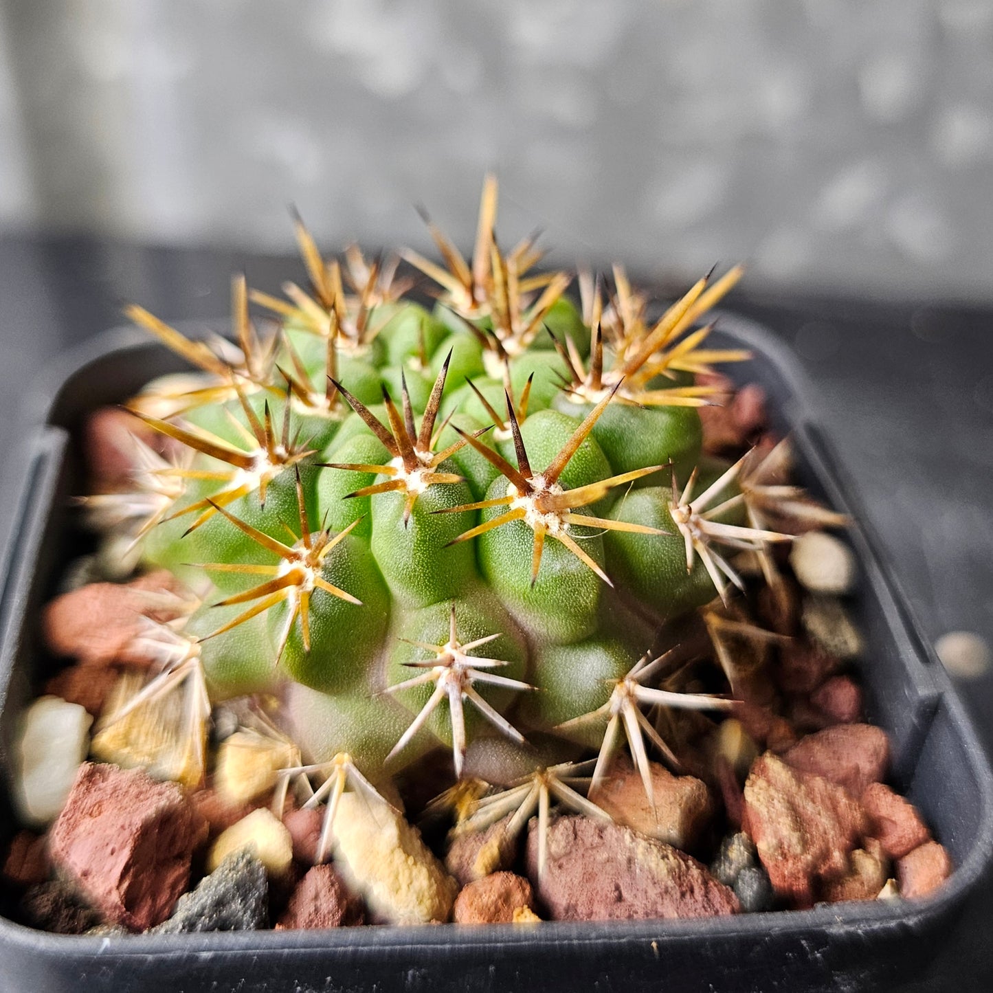 Horridocactus tuberisulcatus