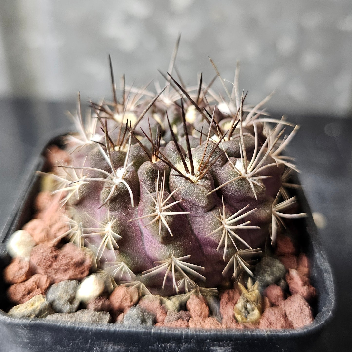 Neochilenia occulta hybrid