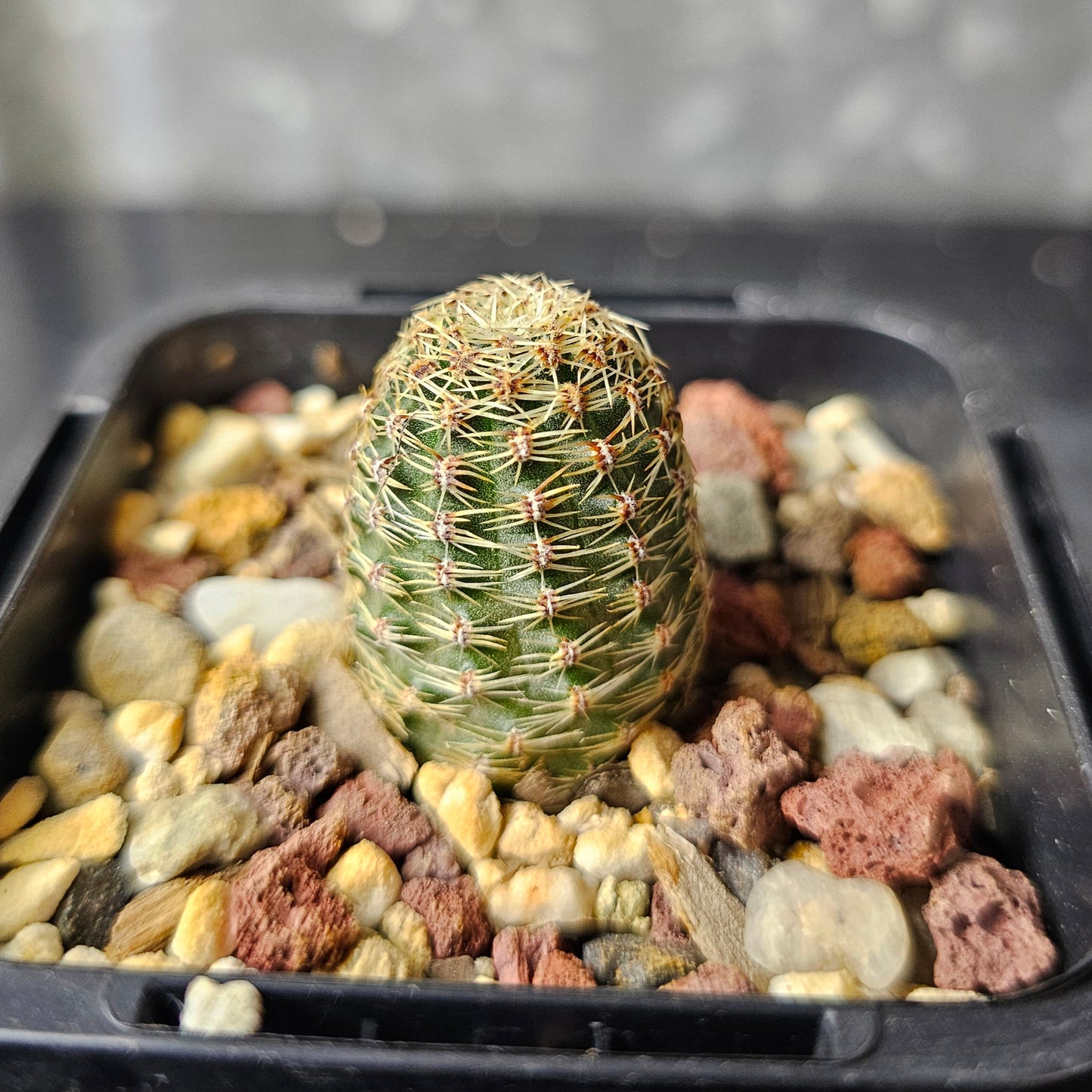 Rebutia pygmaea ‘albidula’ MN382