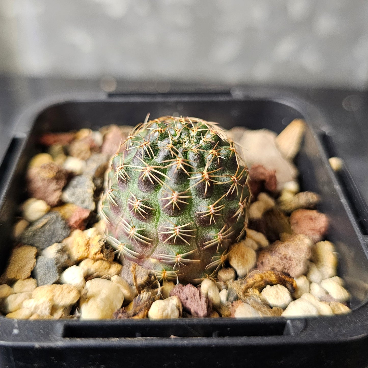 Rebutia pygmaea MN229