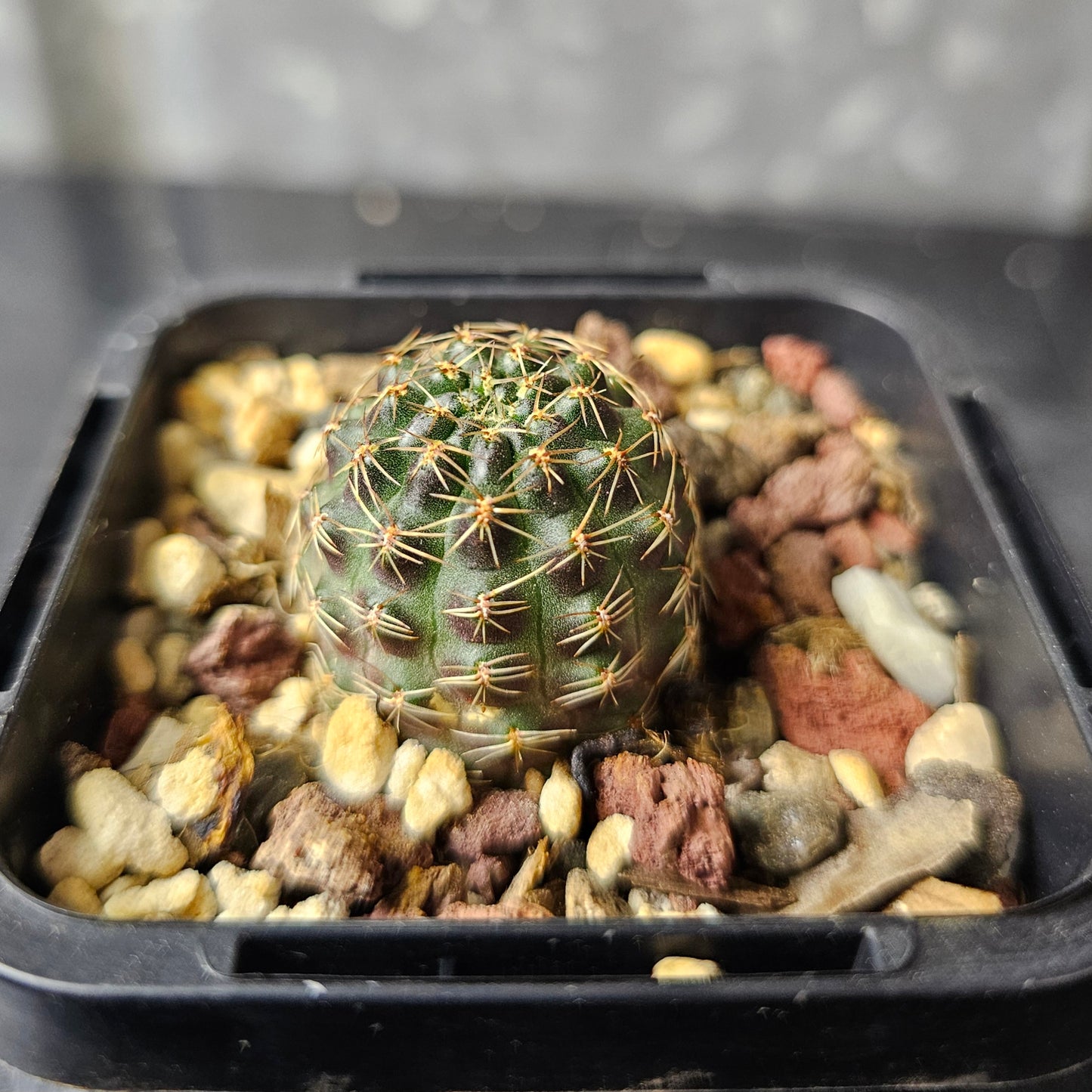 Rebutia pygmaea MN229