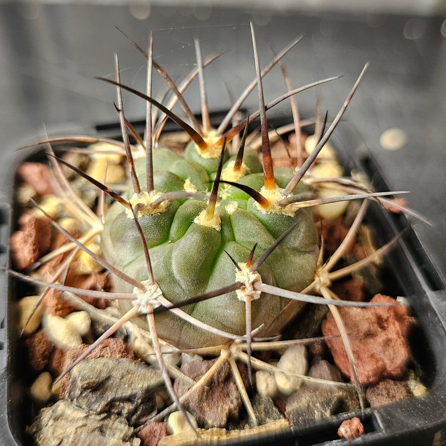 Acanthocalycium munitum DH10