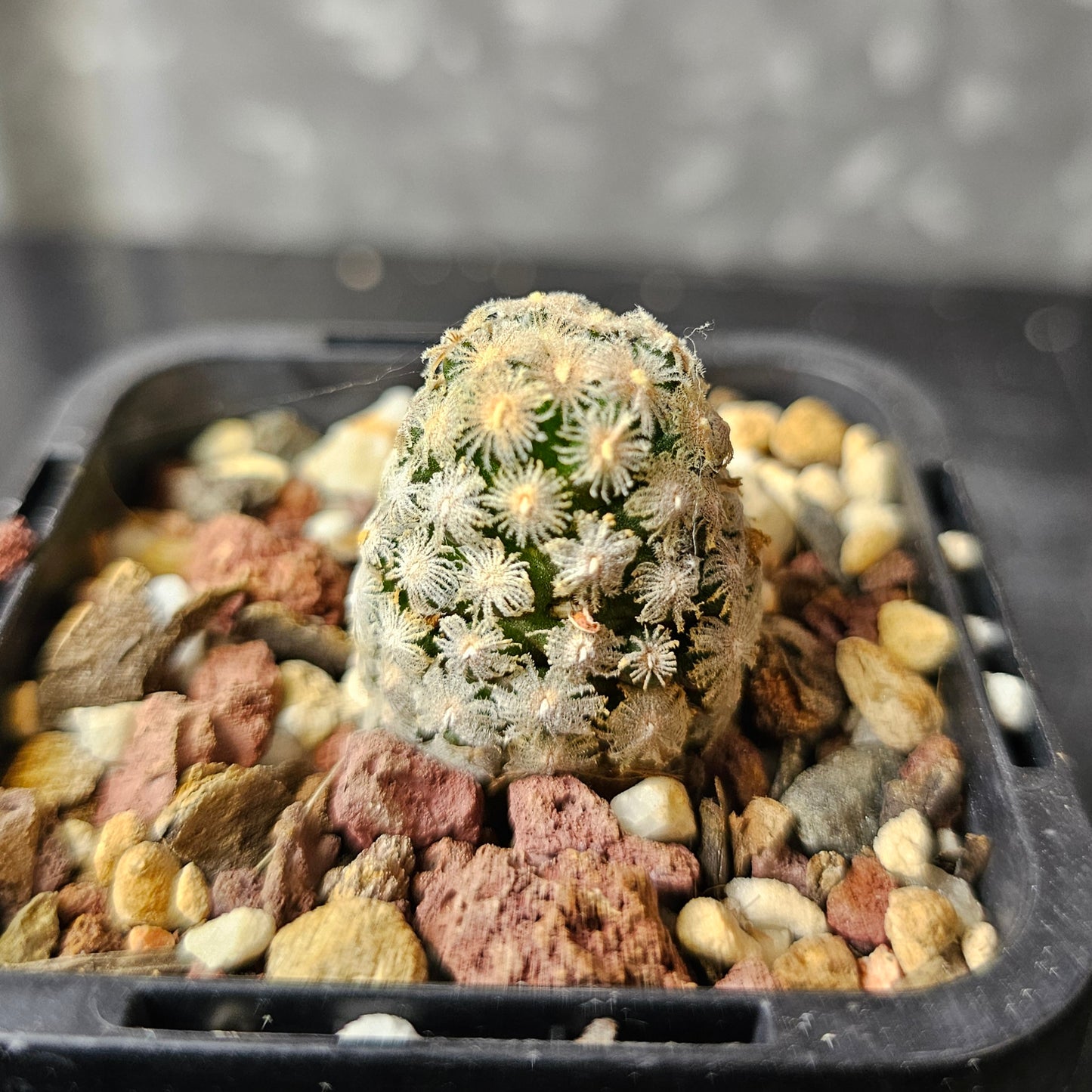 Mammillaria theresae