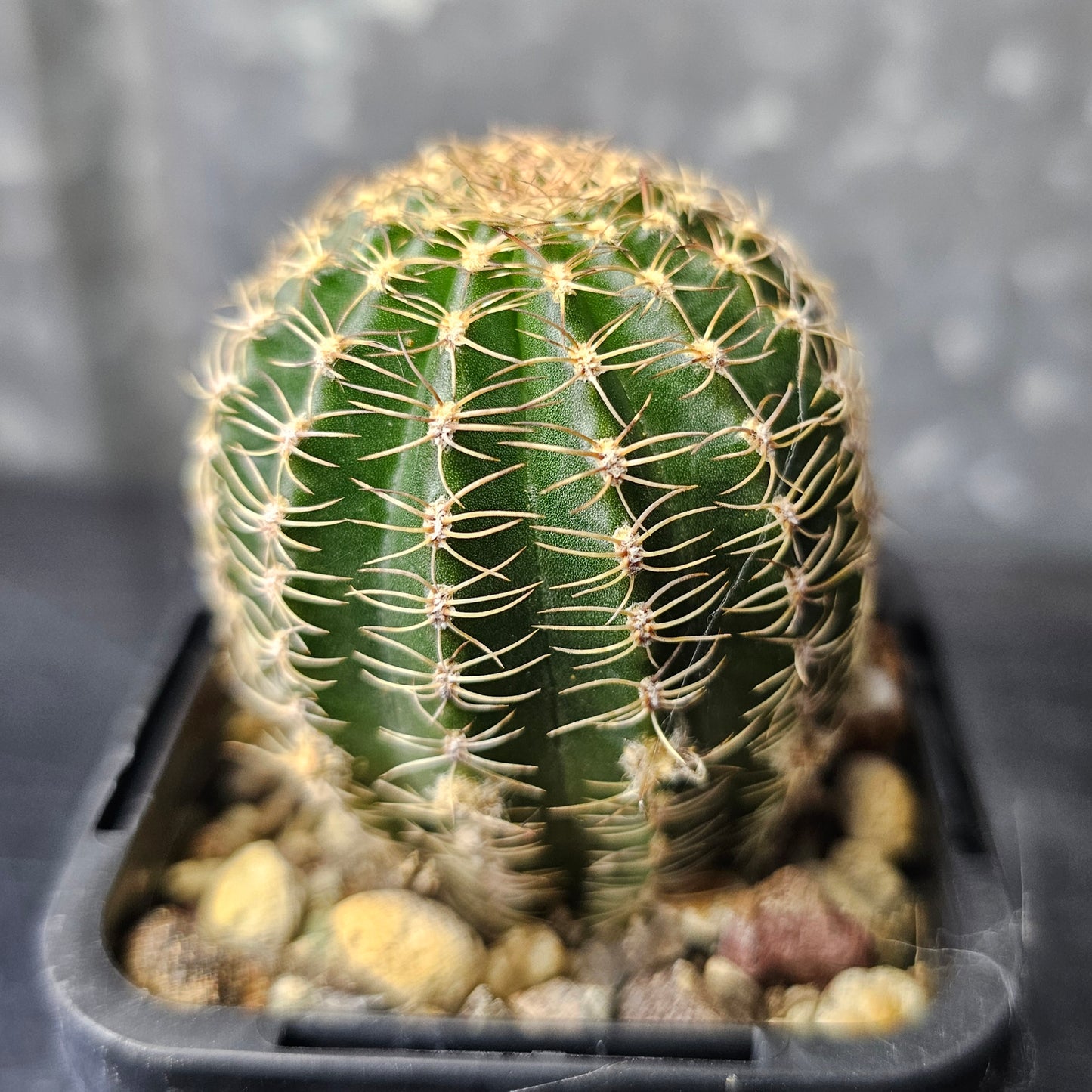 Lobivia hybrid (H5C)