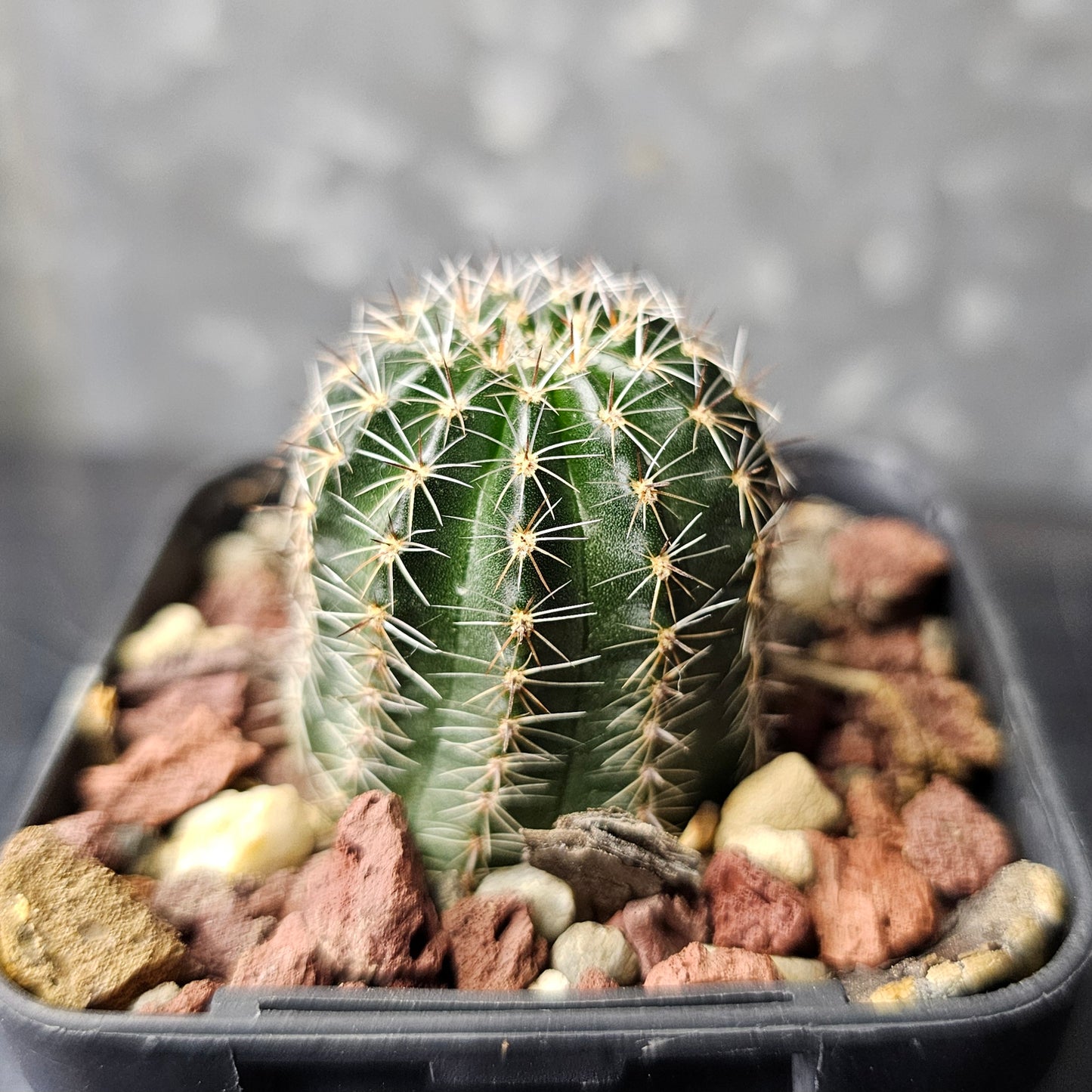 Lobivia hybrid (DR7)