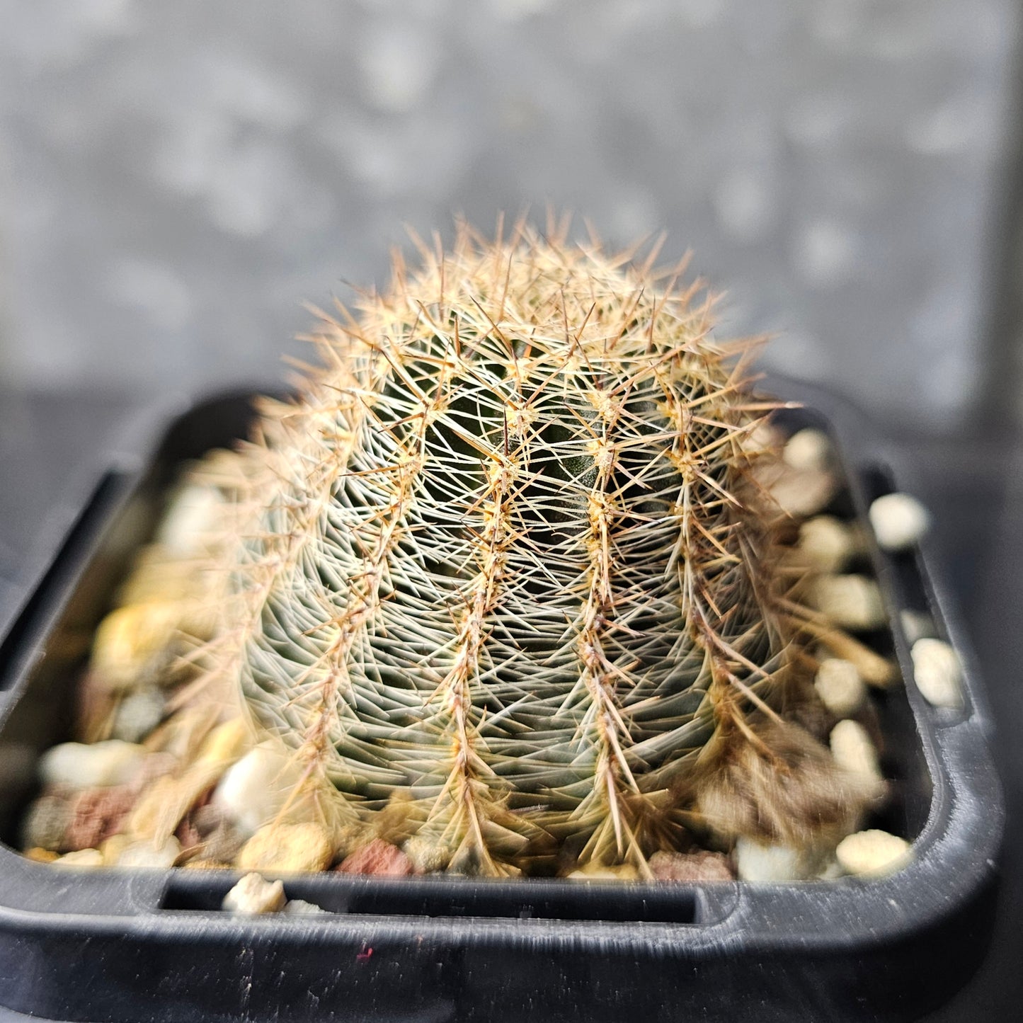 Lobivia hybrid (L5Q)