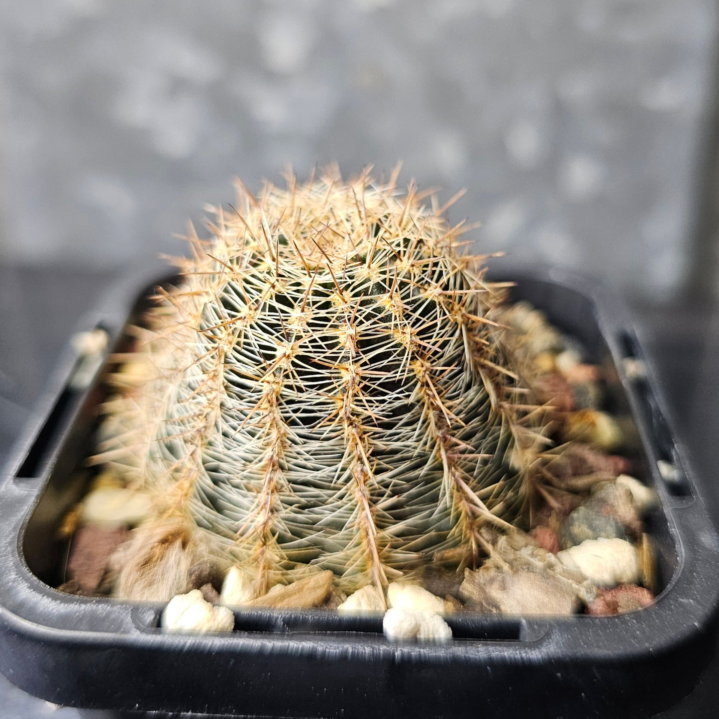 Lobivia hybrid (L5Q)