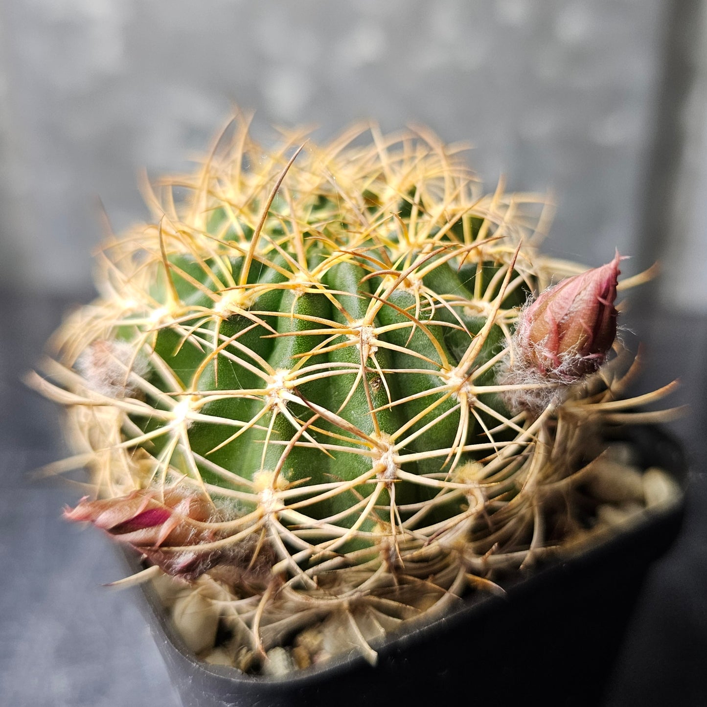 Lobivia hybrid (6EH)