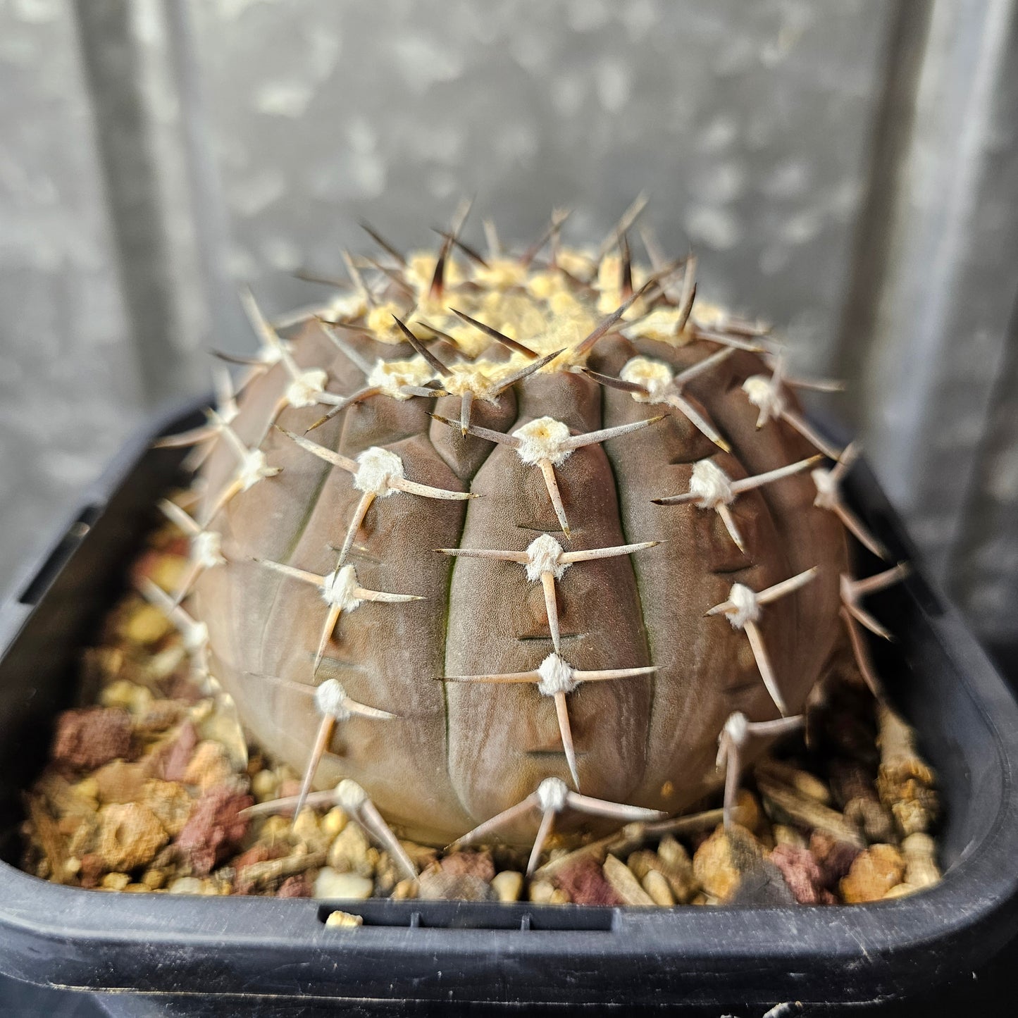Gymnocalycium asterium (Relic Grade)