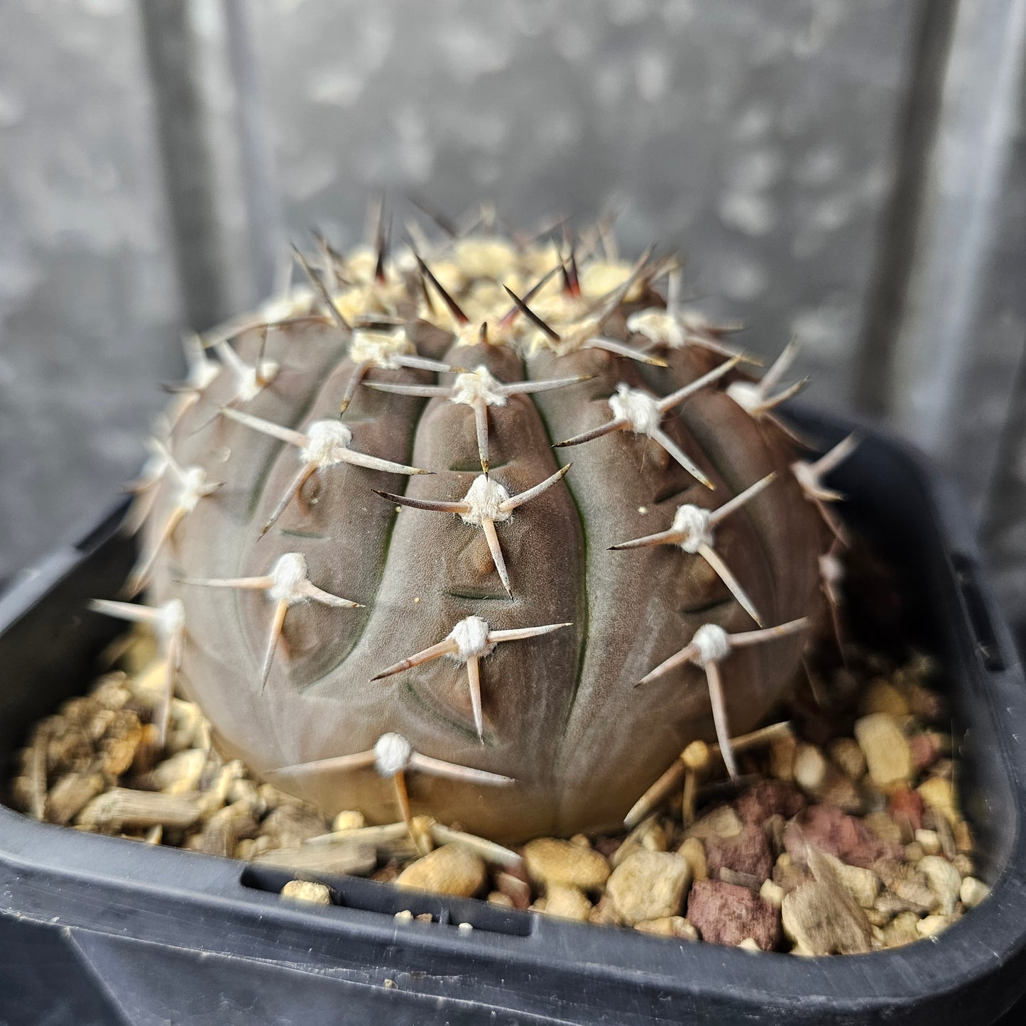 Gymnocalycium asterium (Relic Grade)