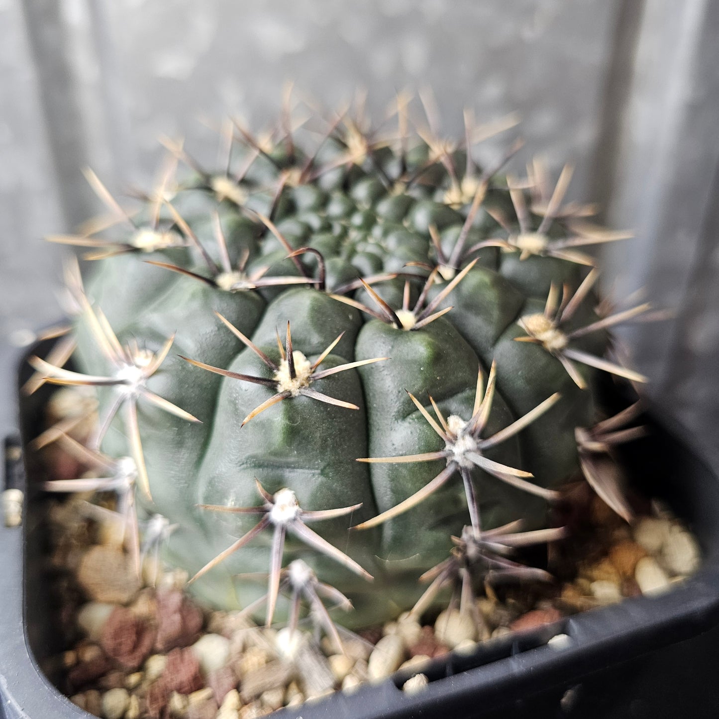 Gymnocalycium borthii