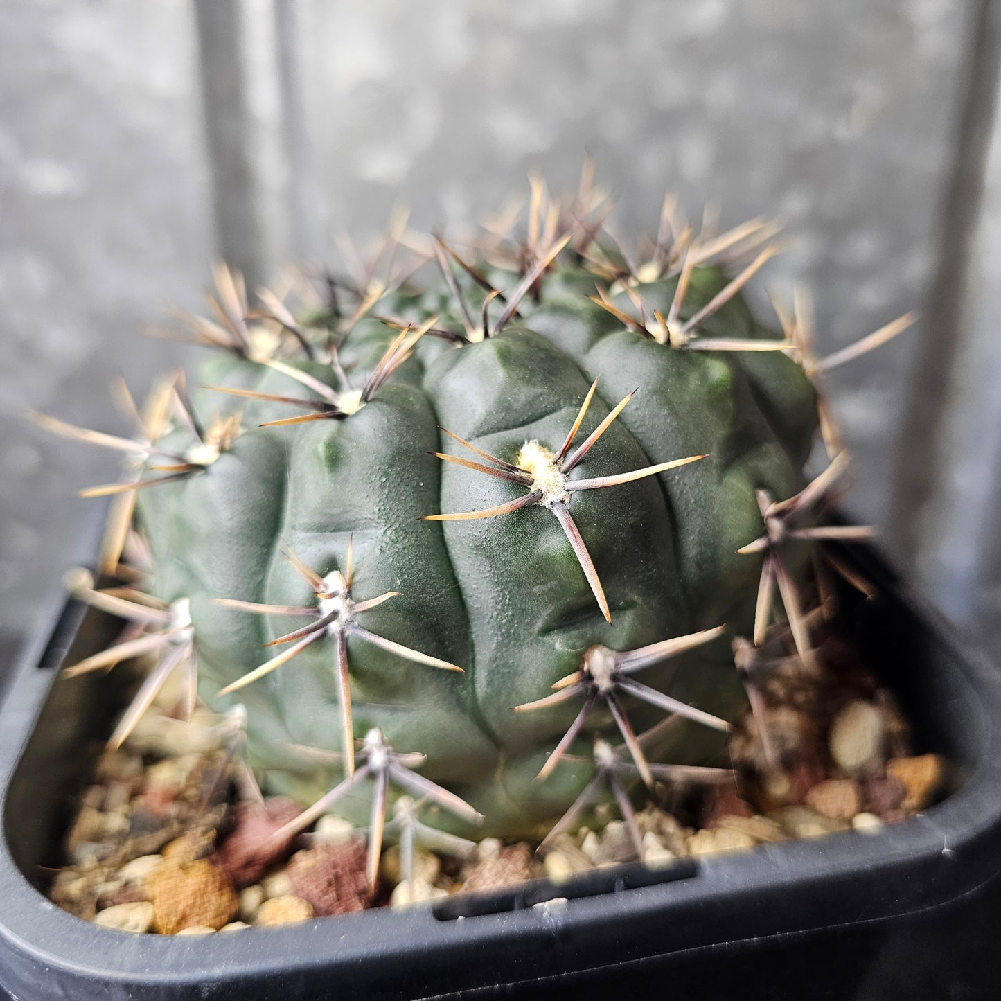 Gymnocalycium borthii