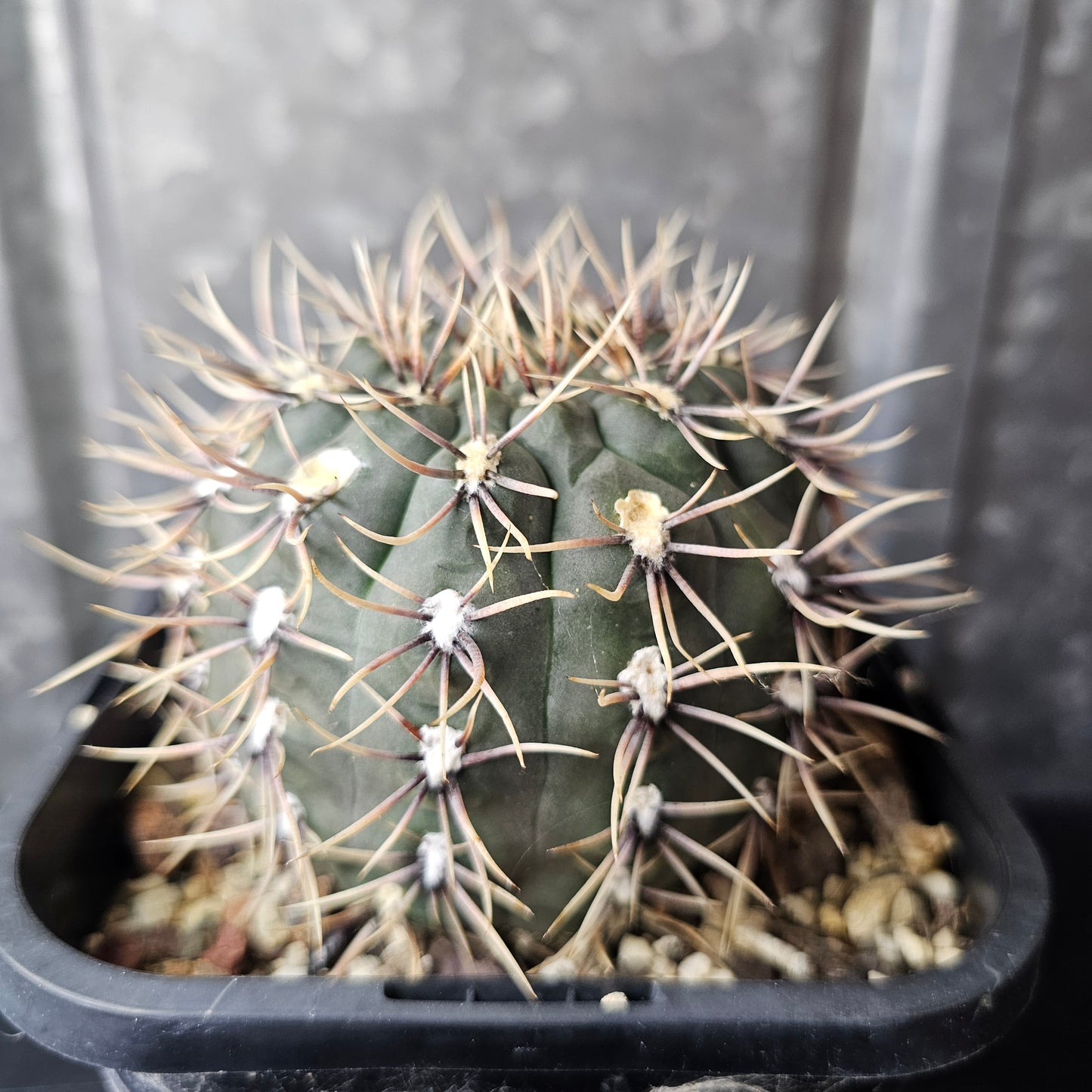 Gymnocalycium kieslingii var. castaneum