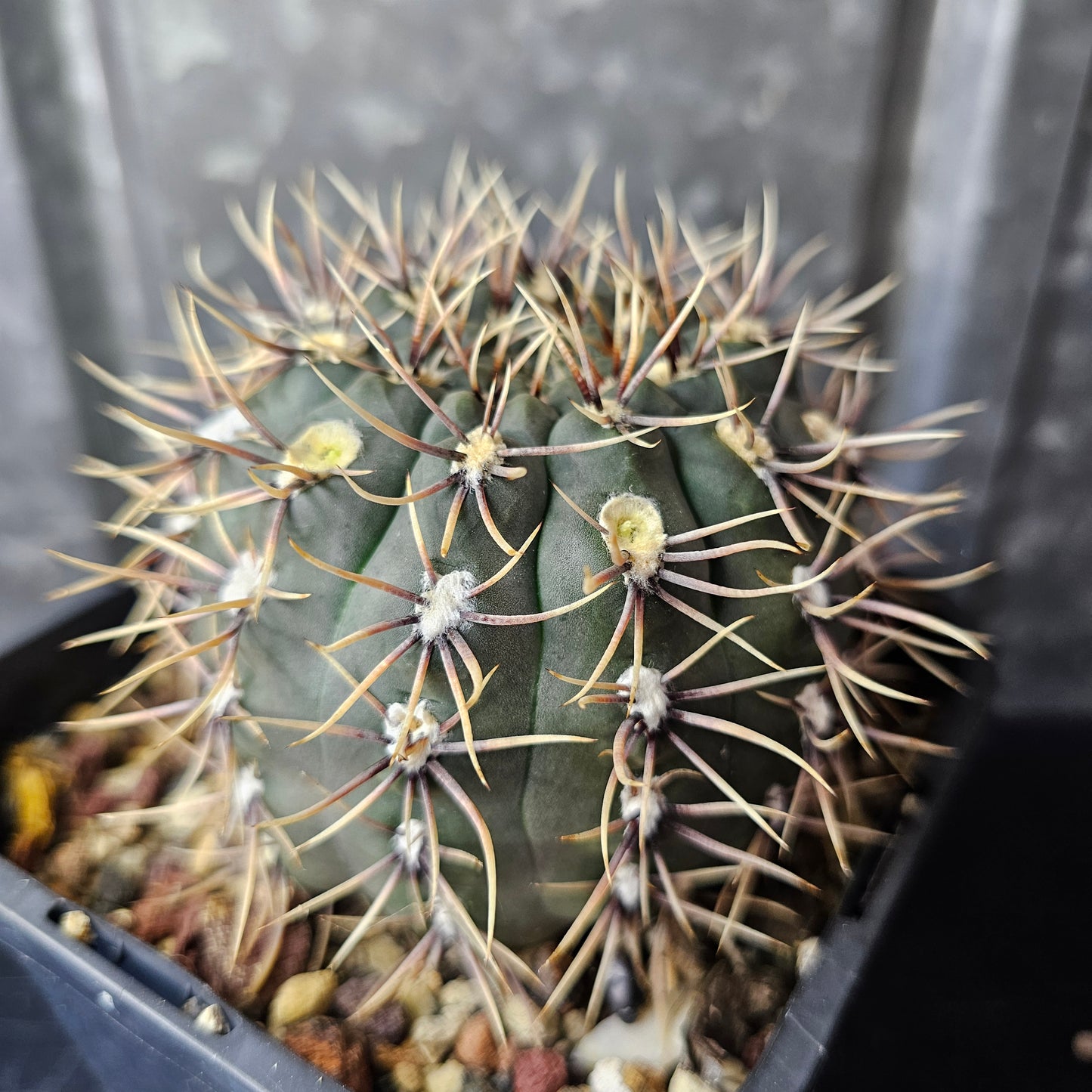 Gymnocalycium kieslingii var. castaneum