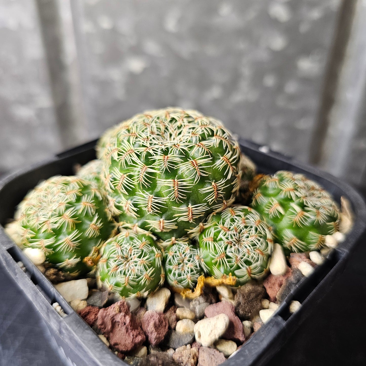 Sulcorebutia pedroensis