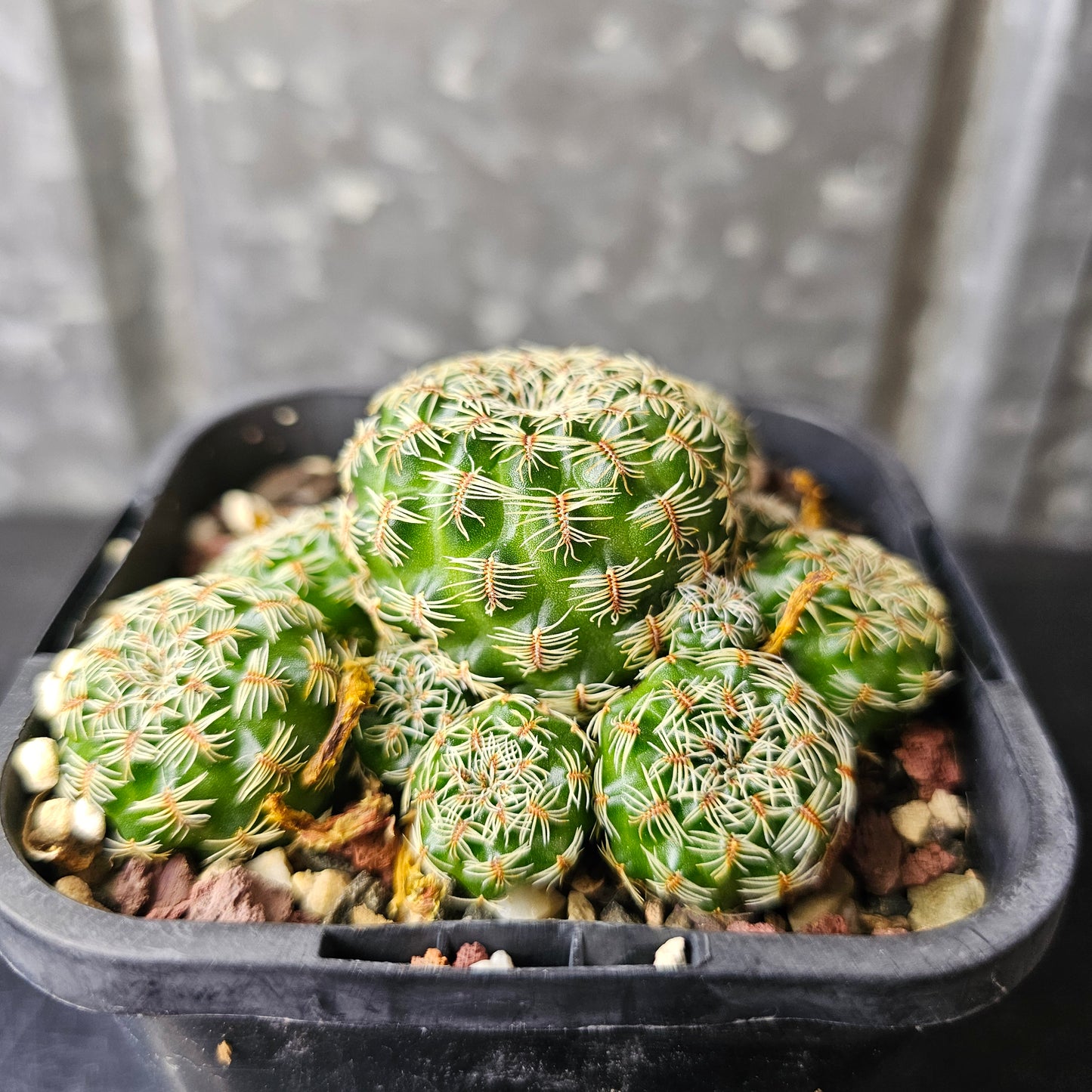 Sulcorebutia pedroensis
