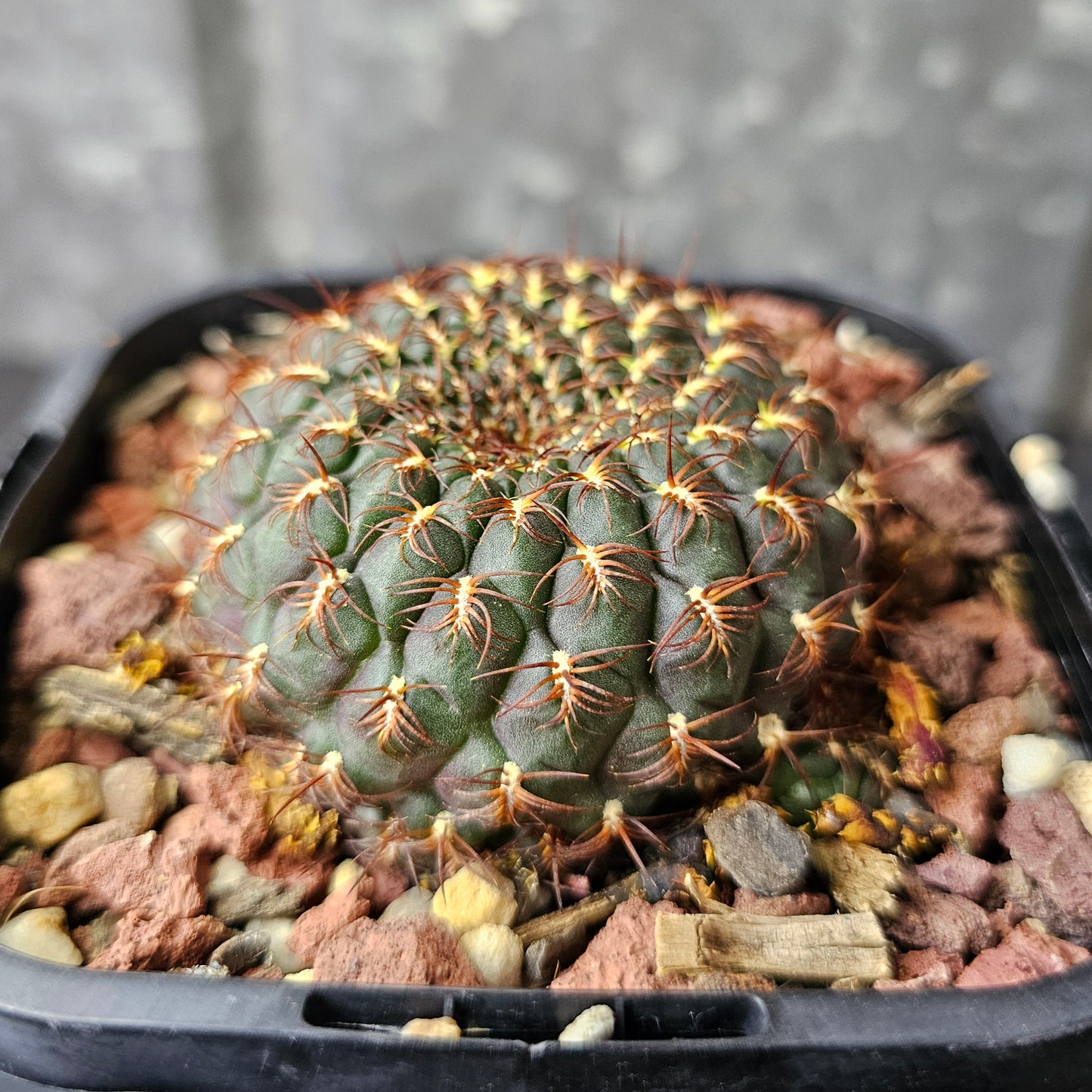 Sulcorebutia albiareolata MN622