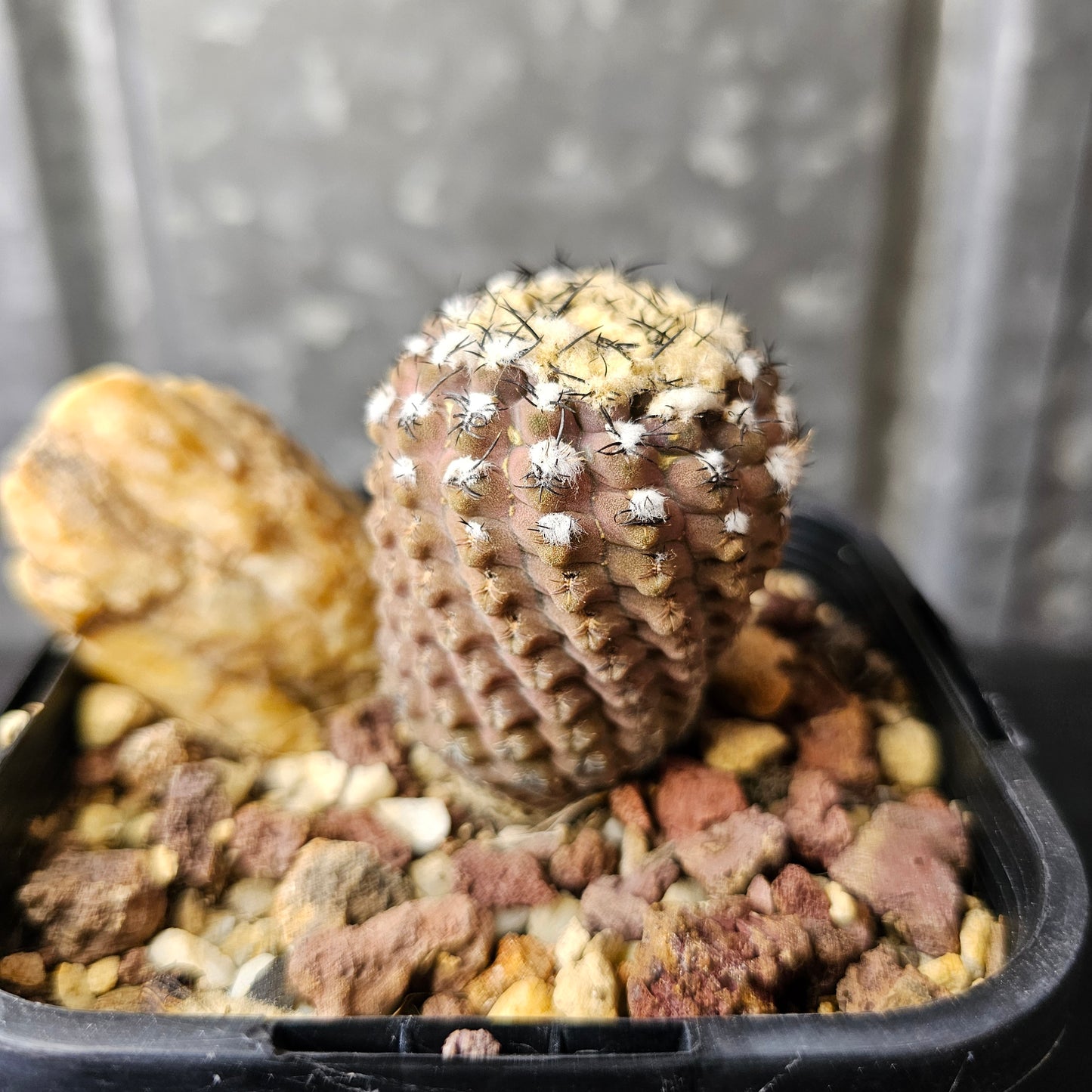 Neoporteria reichii (Relic Grade)