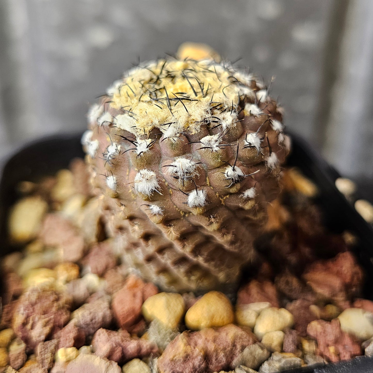 Neoporteria reichii (Relic Grade)