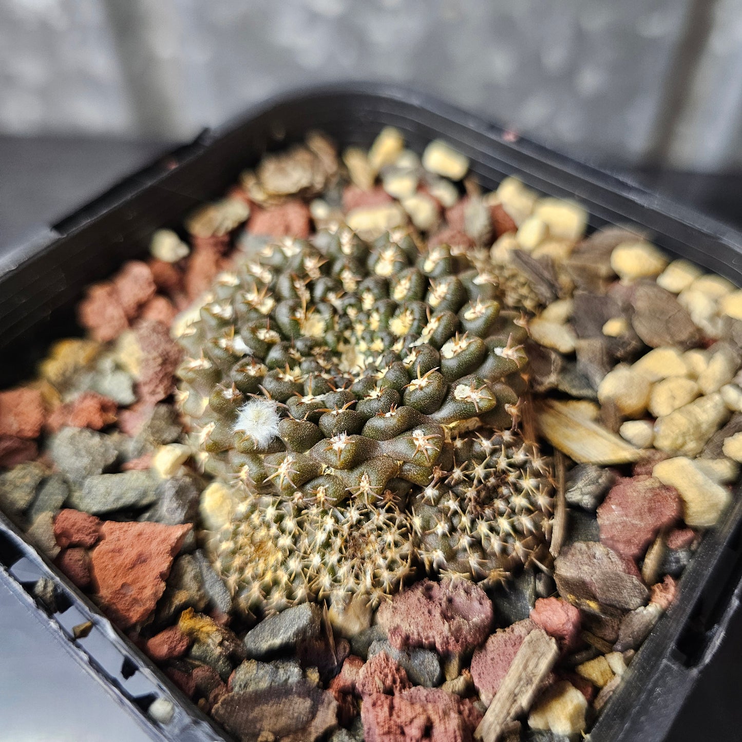 Chileorebutia odierii