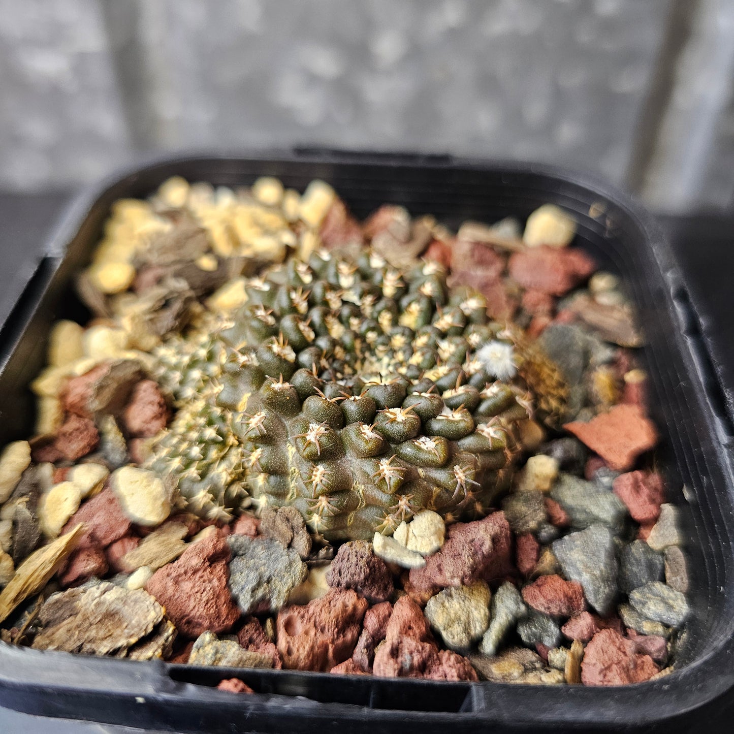 Chileorebutia odierii